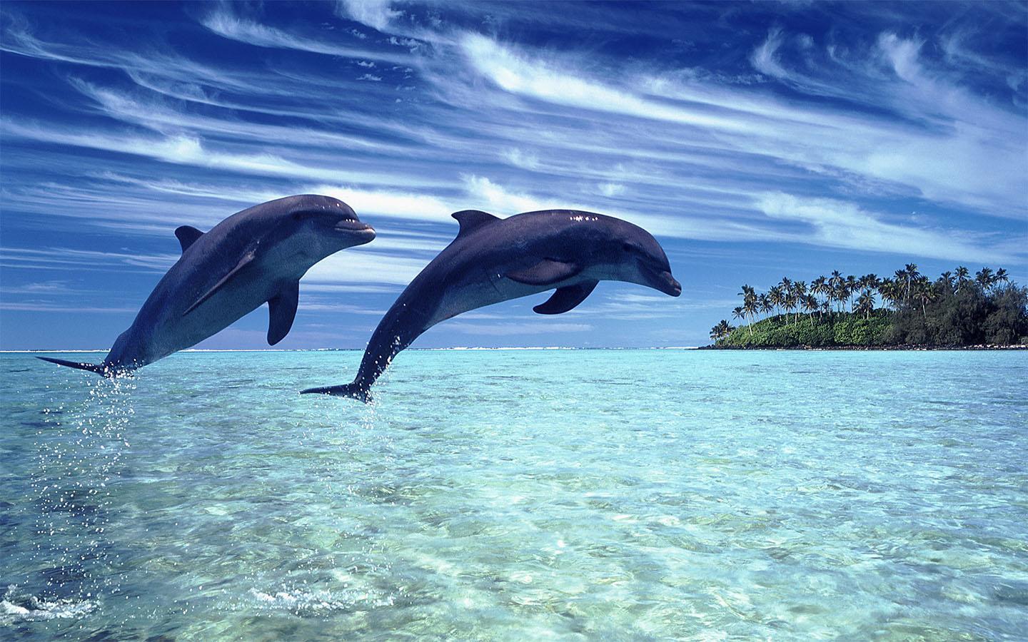 1440x900 Dolphins Animal Wallpaper