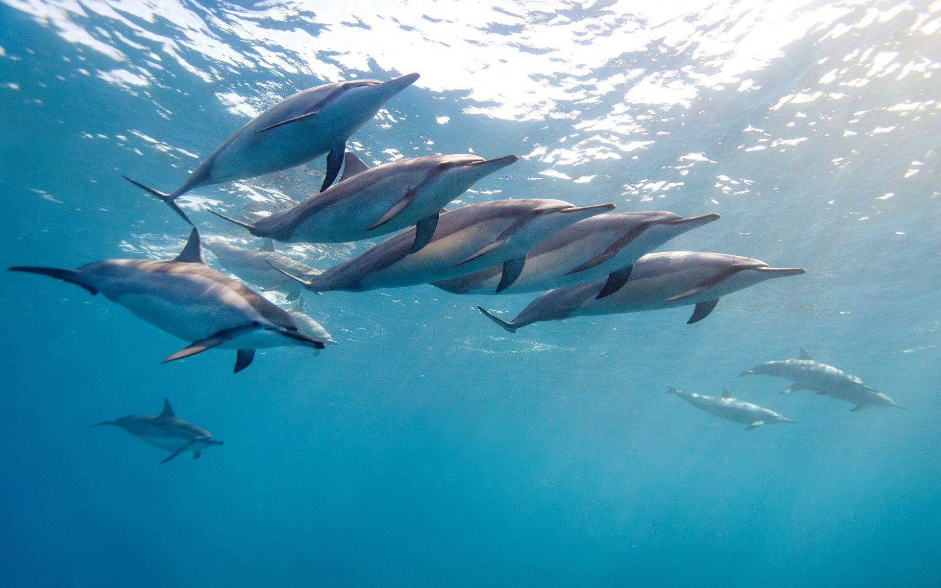 1920x1200 Dolphin Wallpaper HD