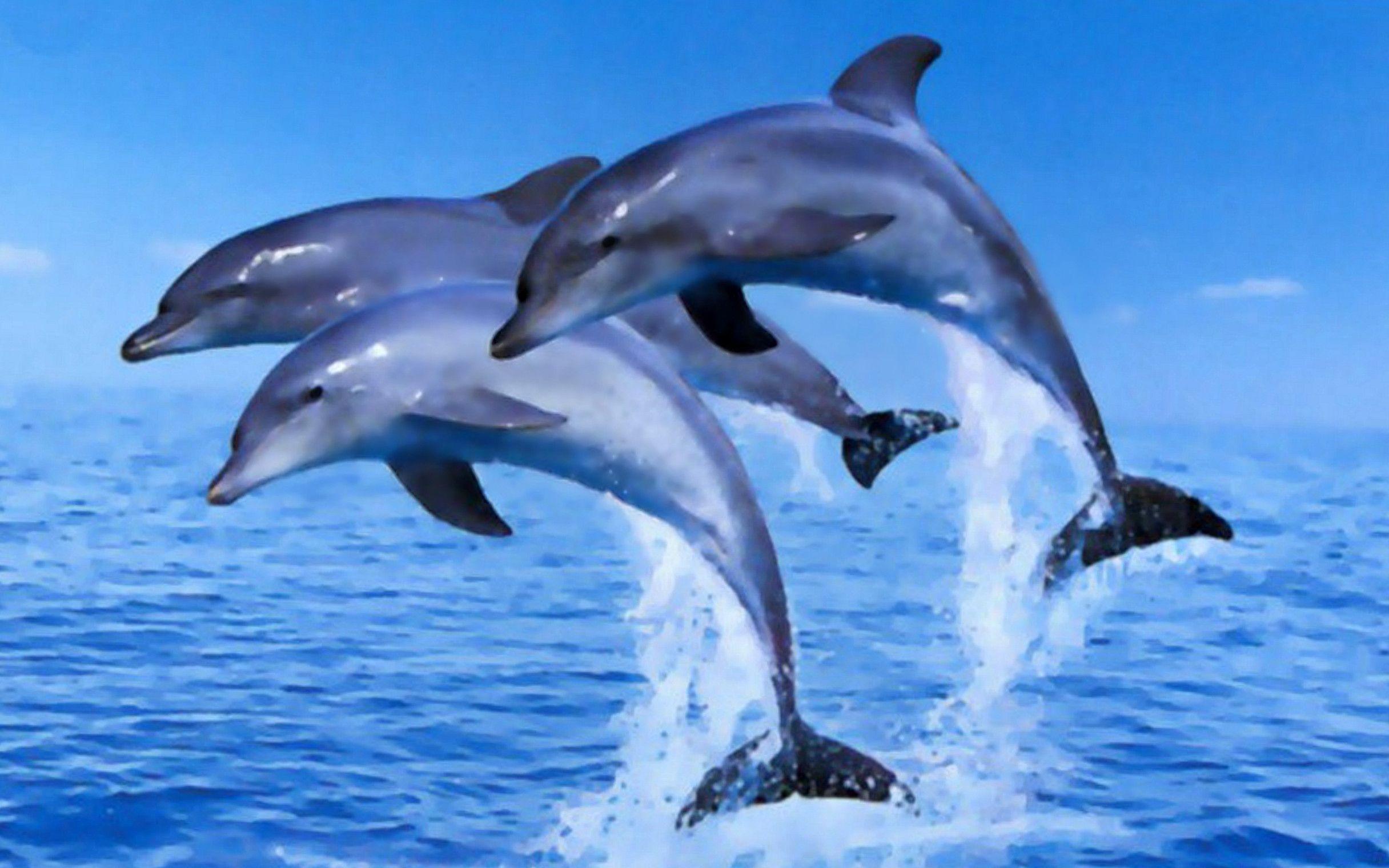 Cute Baby Dolphins Wallpapers - Top Free Cute Baby Dolphins Backgrounds