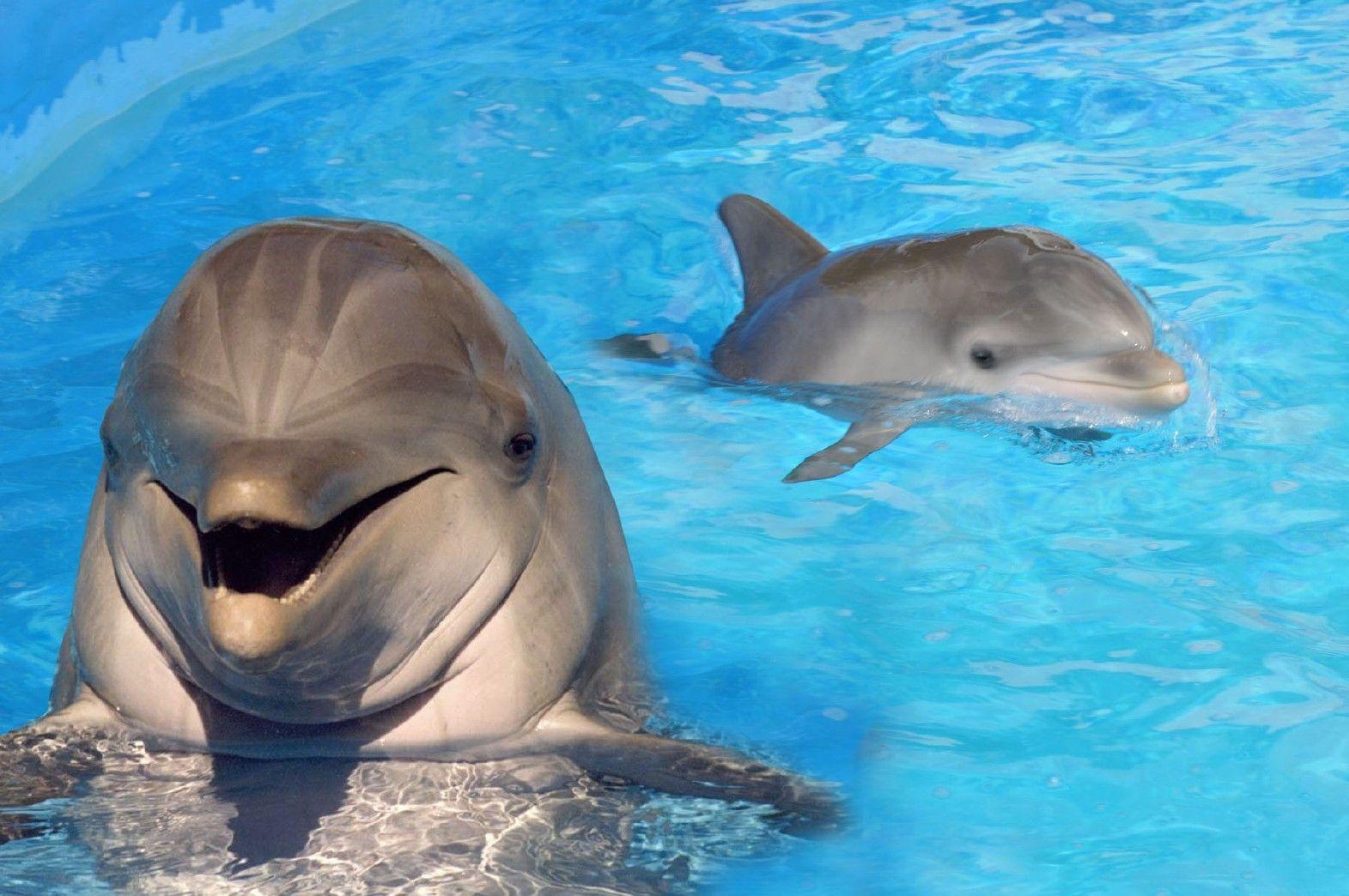 1571x1044 Dolphins Wallpaper High Quality