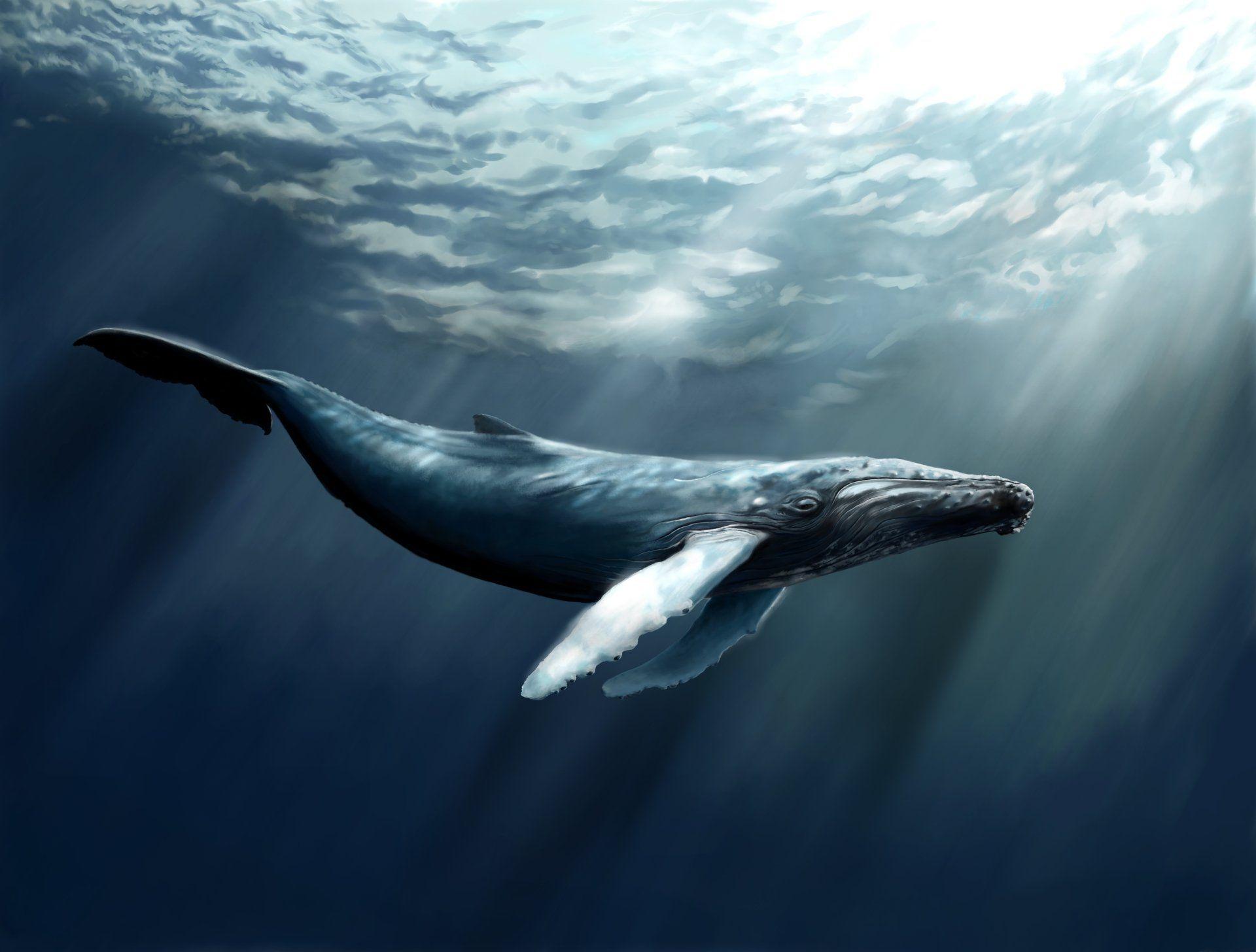 Cool Whale Wallpapers - Top Free Cool Whale Backgrounds - WallpaperAccess