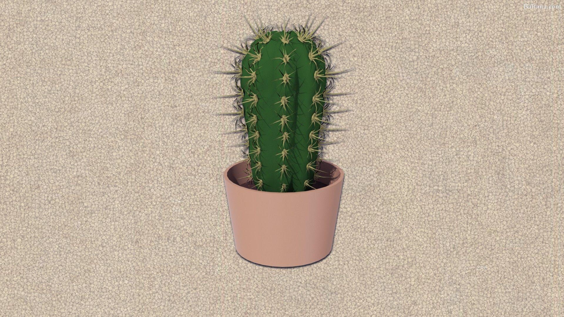 1920x1080 1920x1080 cactus HD background. cactus. Tokkoro