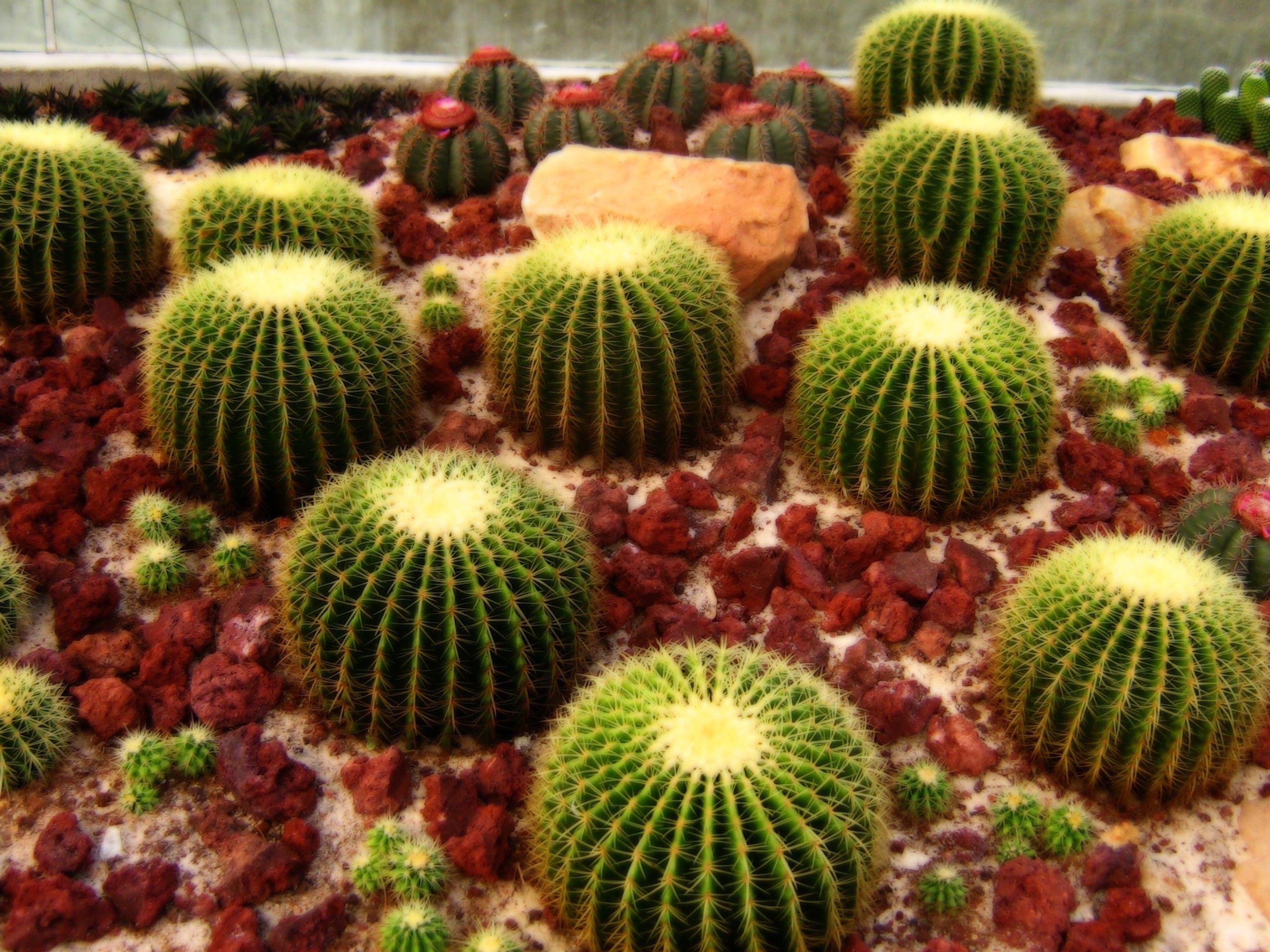 2560x1920 Cactus wallpaperDownload free beautiful wallpaper