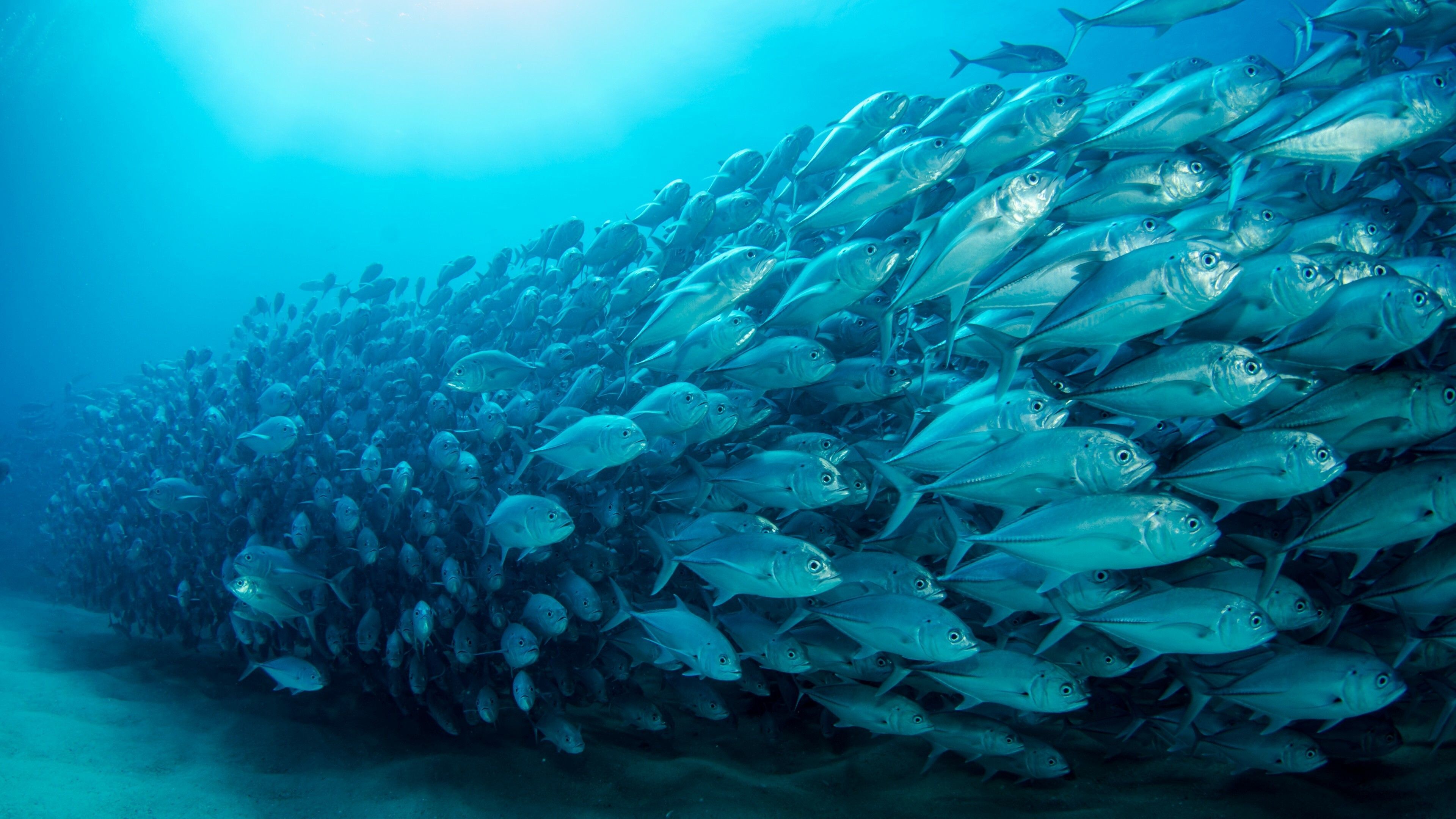 3840x2160 Fish Wallpaper