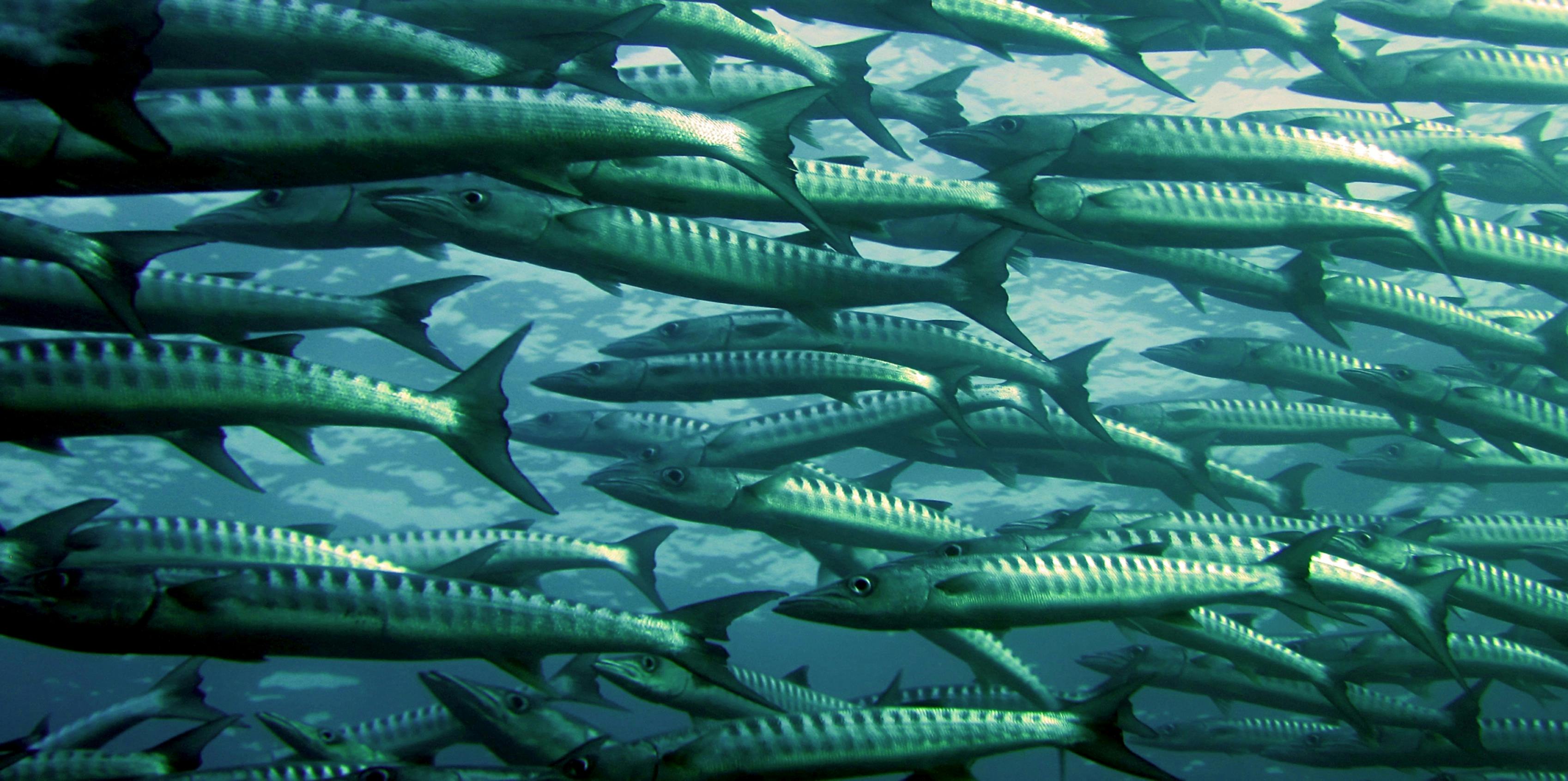 3395x1692 School Of Fish & HD Image