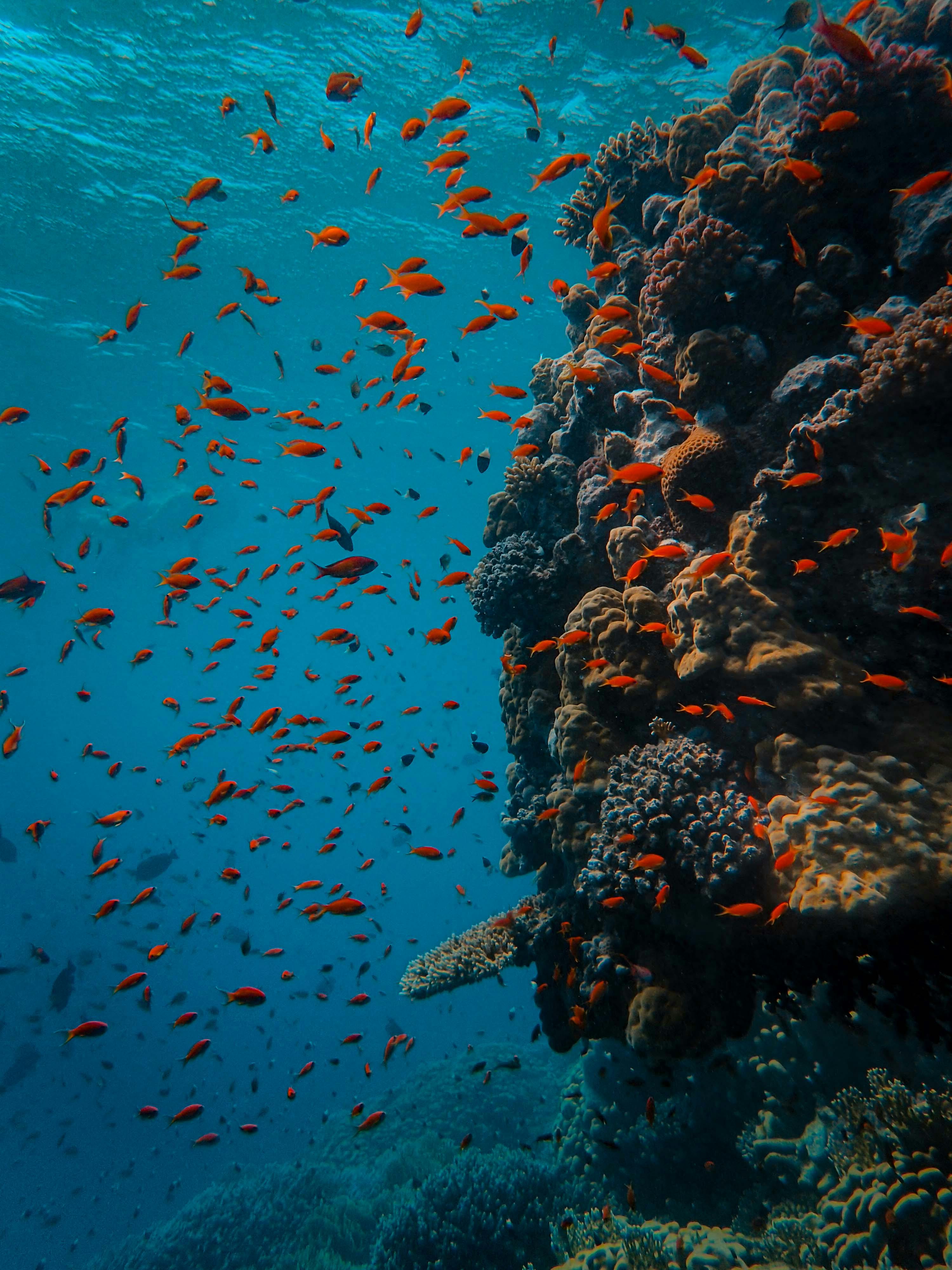 3000x4000 Reef Fish Photo, Download The BEST Free Reef Fish & HD Image