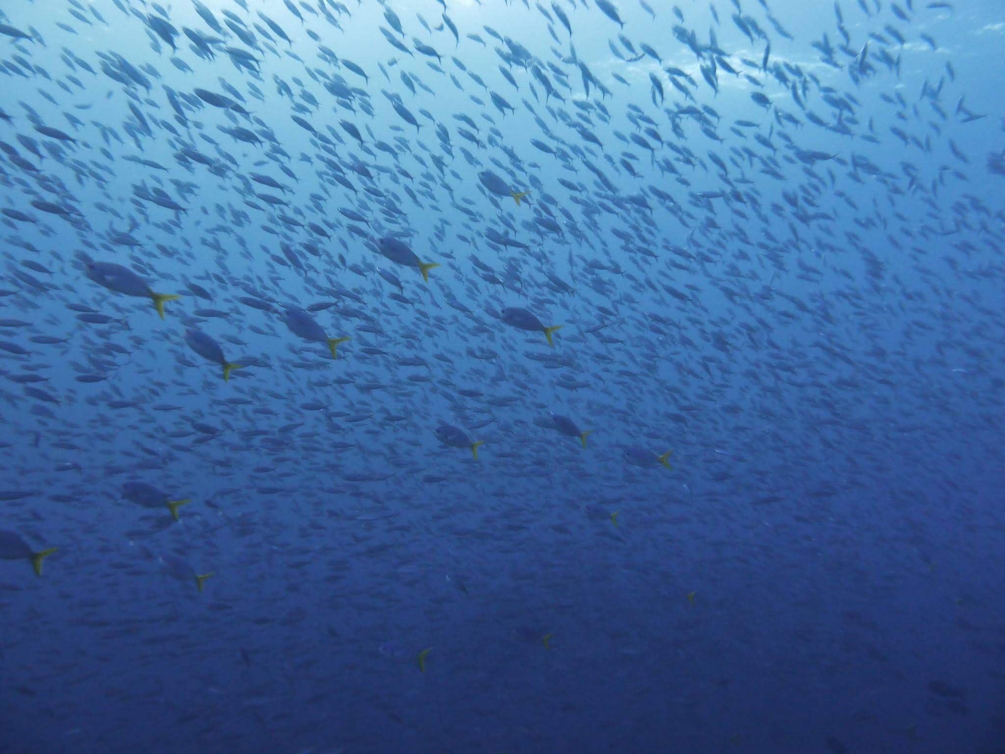 2048x1536 Schools Of Fish
