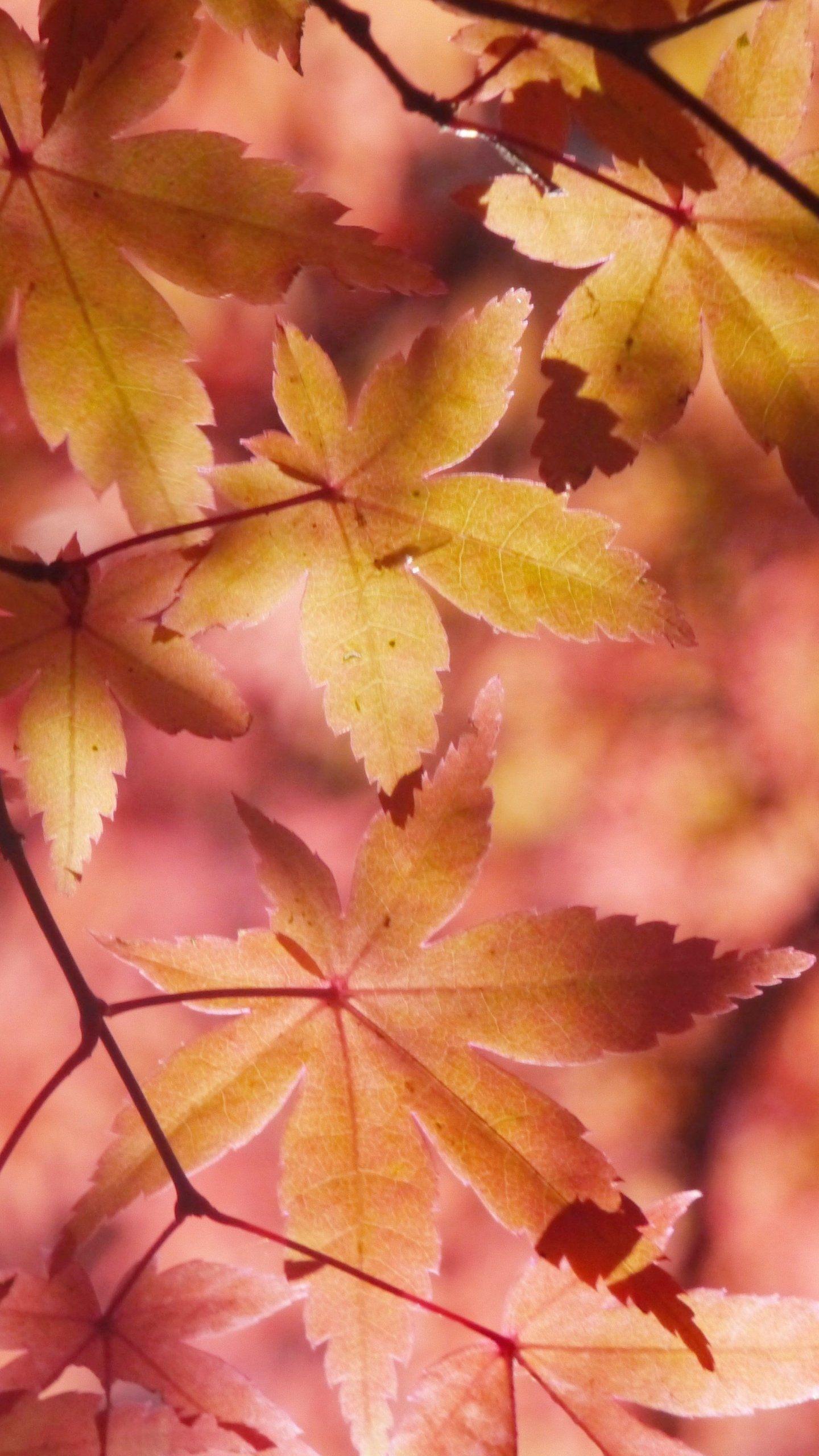 Maple Leaves Wallpapers - Top Free Maple Leaves Backgrounds -  WallpaperAccess