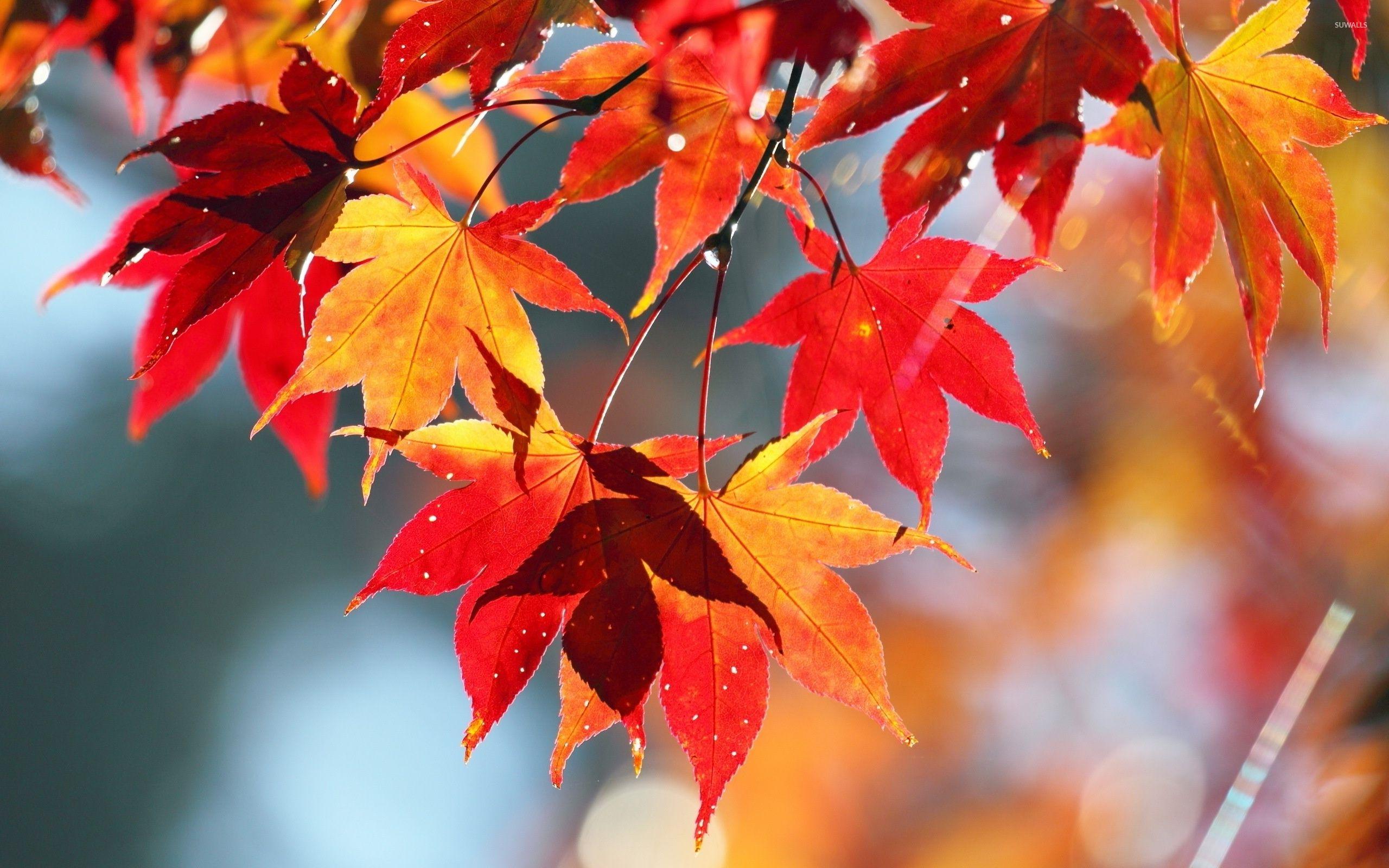 Maple Leaves Wallpapers - Top Free Maple Leaves Backgrounds