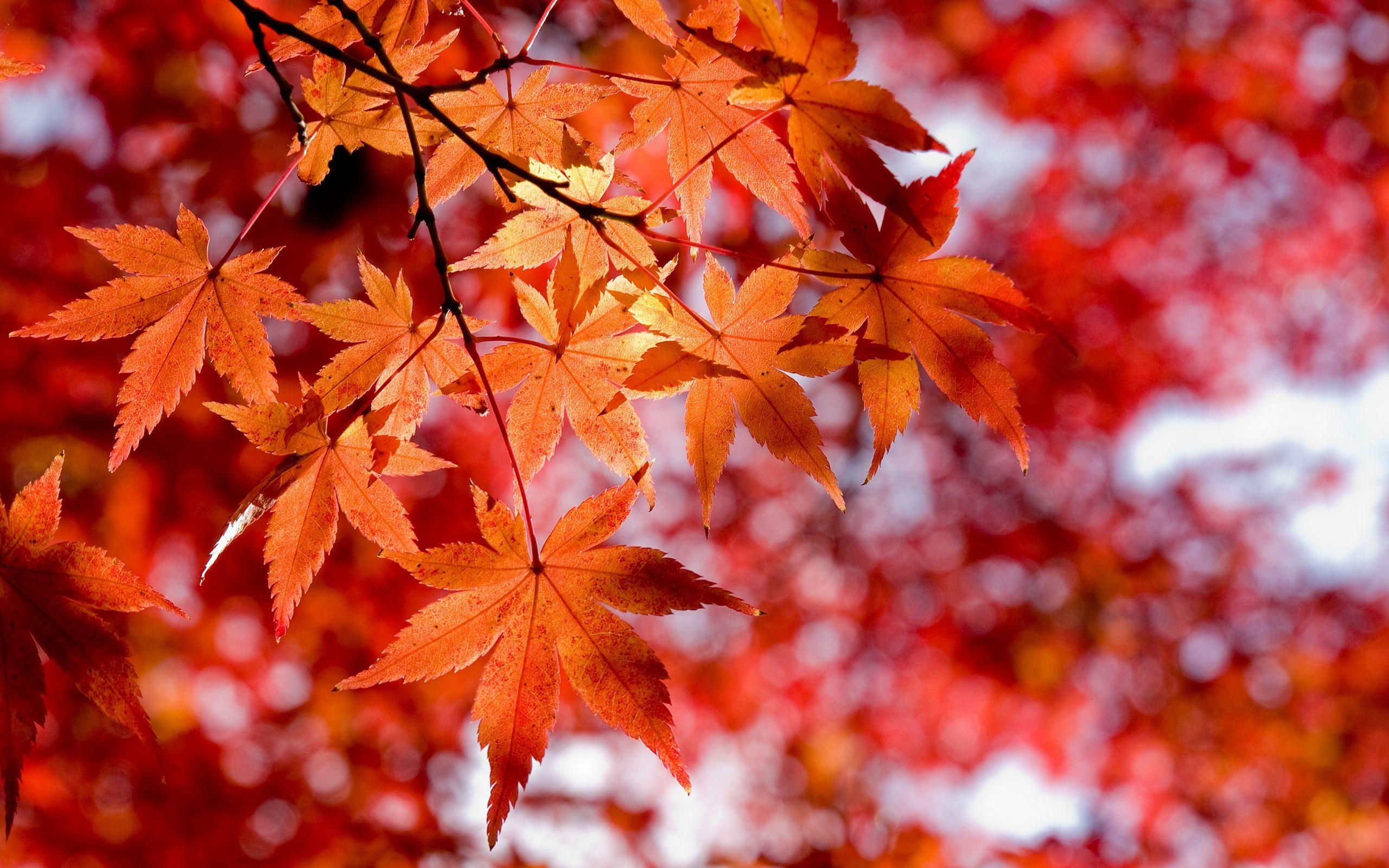 2560x1600 Red and Orange Maple Leaves widescreen wallpaper. Wide