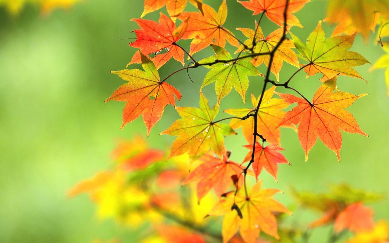 Maple Leaves Wallpapers - Top Free Maple Leaves Backgrounds -  WallpaperAccess