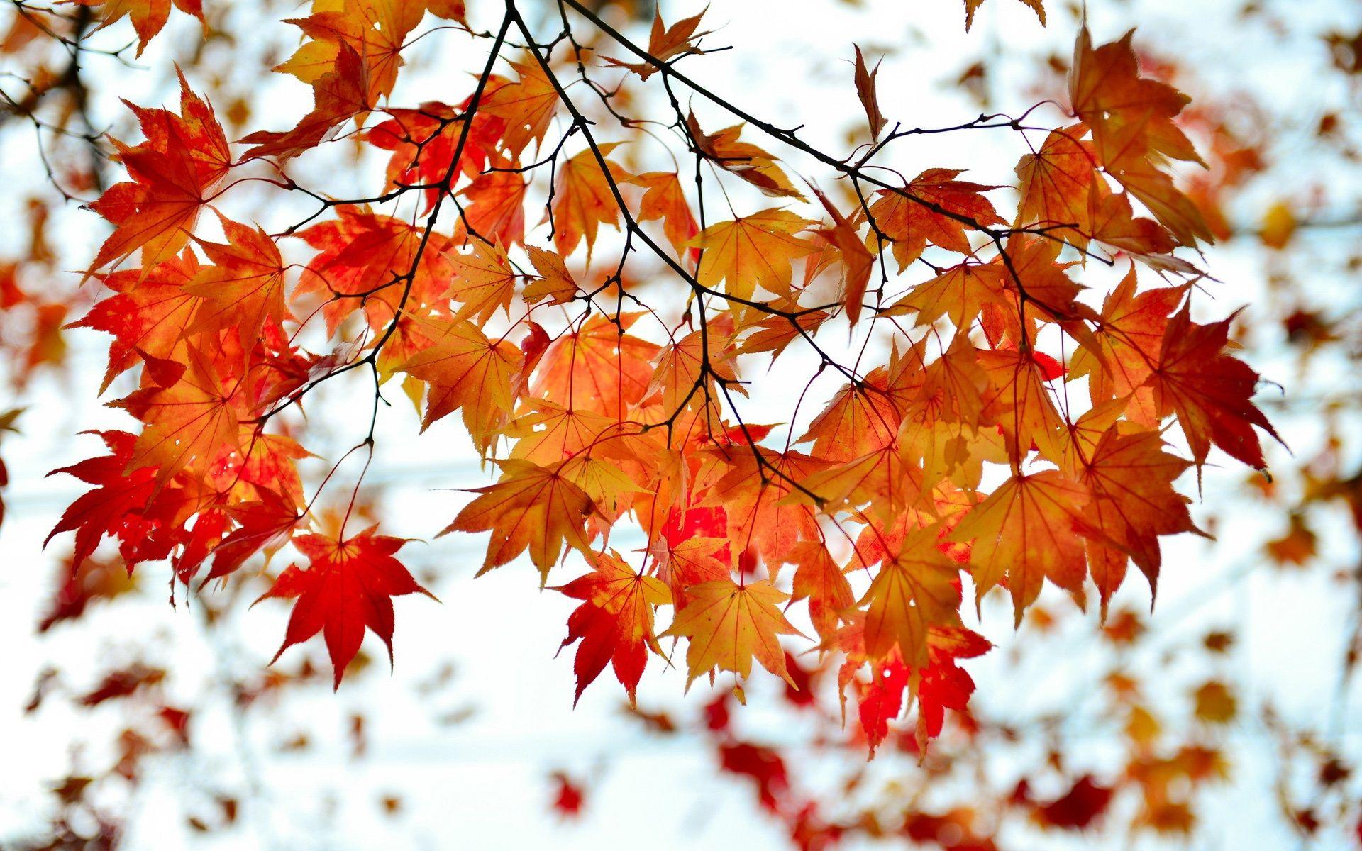 Maple Leaves Wallpapers - Top Free Maple Leaves Backgrounds -  WallpaperAccess
