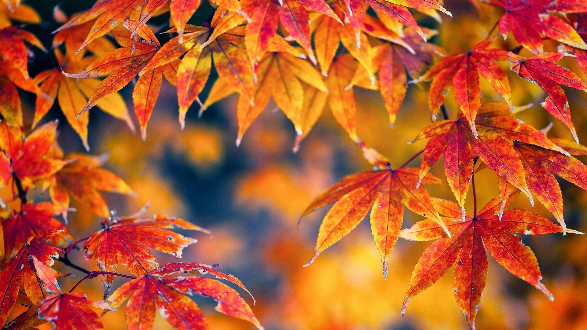 Maple Leaves Wallpapers - Top Free Maple Leaves Backgrounds ...