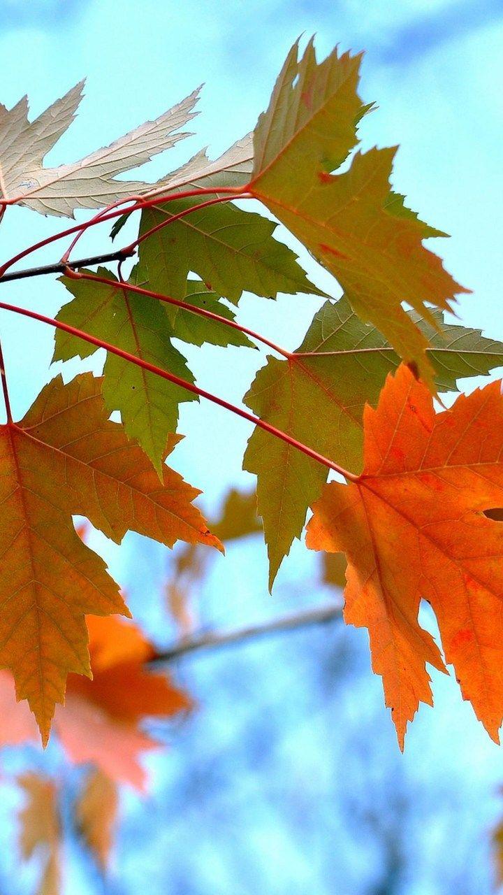 Maple Leaves Wallpapers - Top Free Maple Leaves Backgrounds