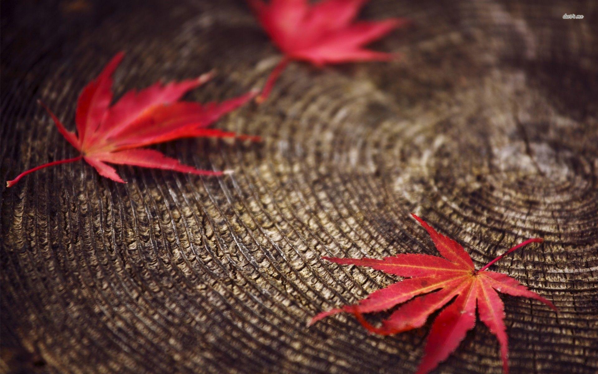1920x1200 Fallen maple leaves wallpaper wallpaper