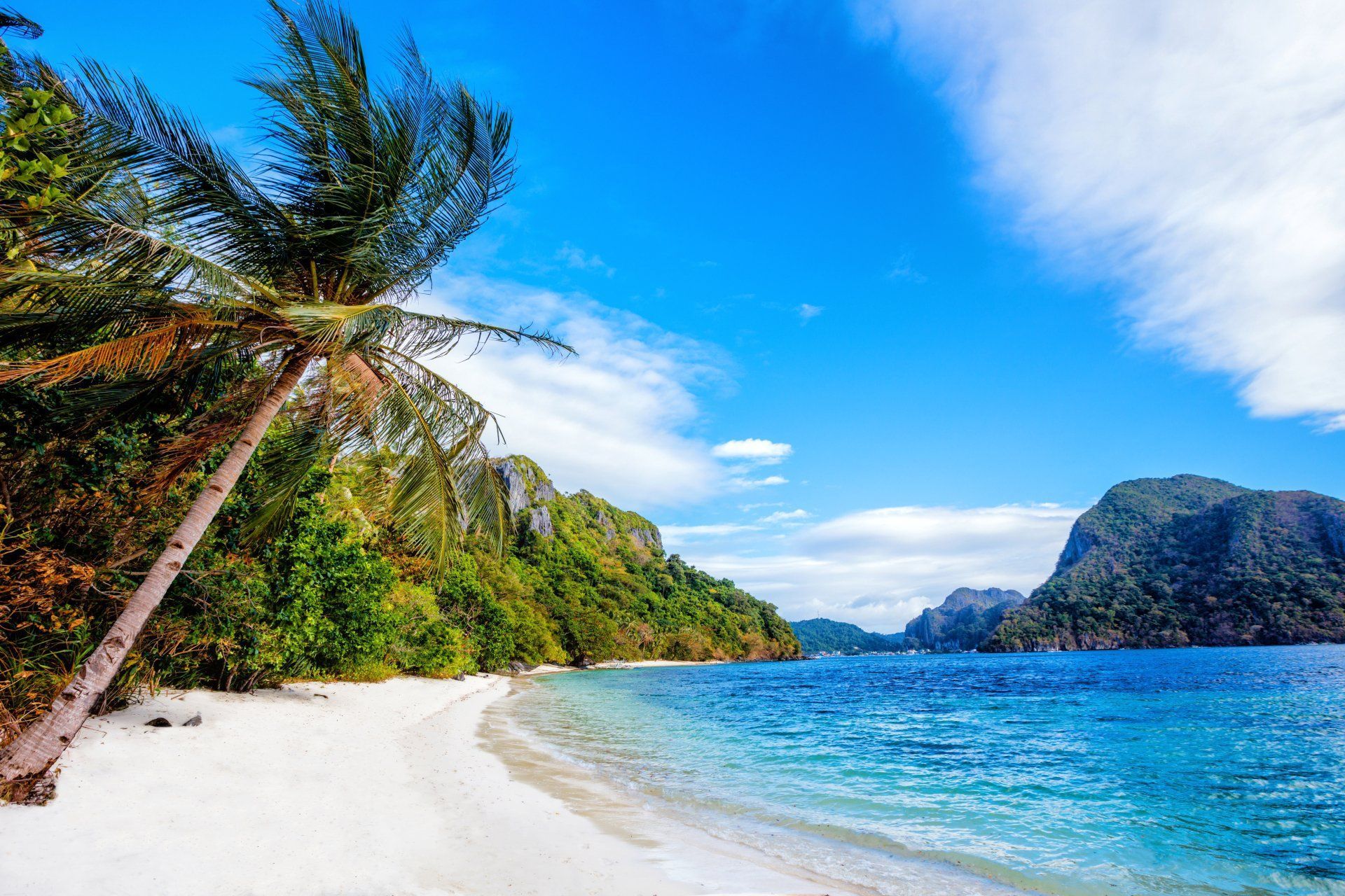 1920x1280 Download Palm Tree Coastline Coast