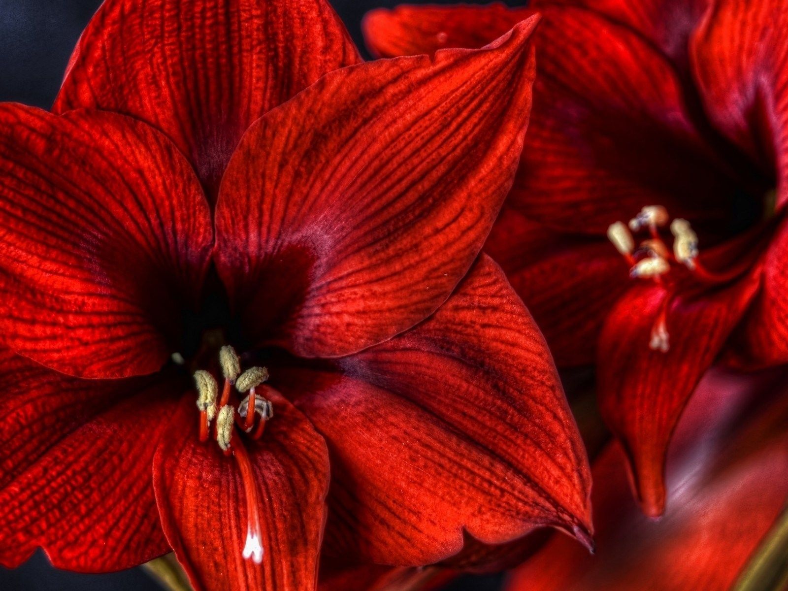 1600x1200 Flower Nature Amaryllis Wallpaper