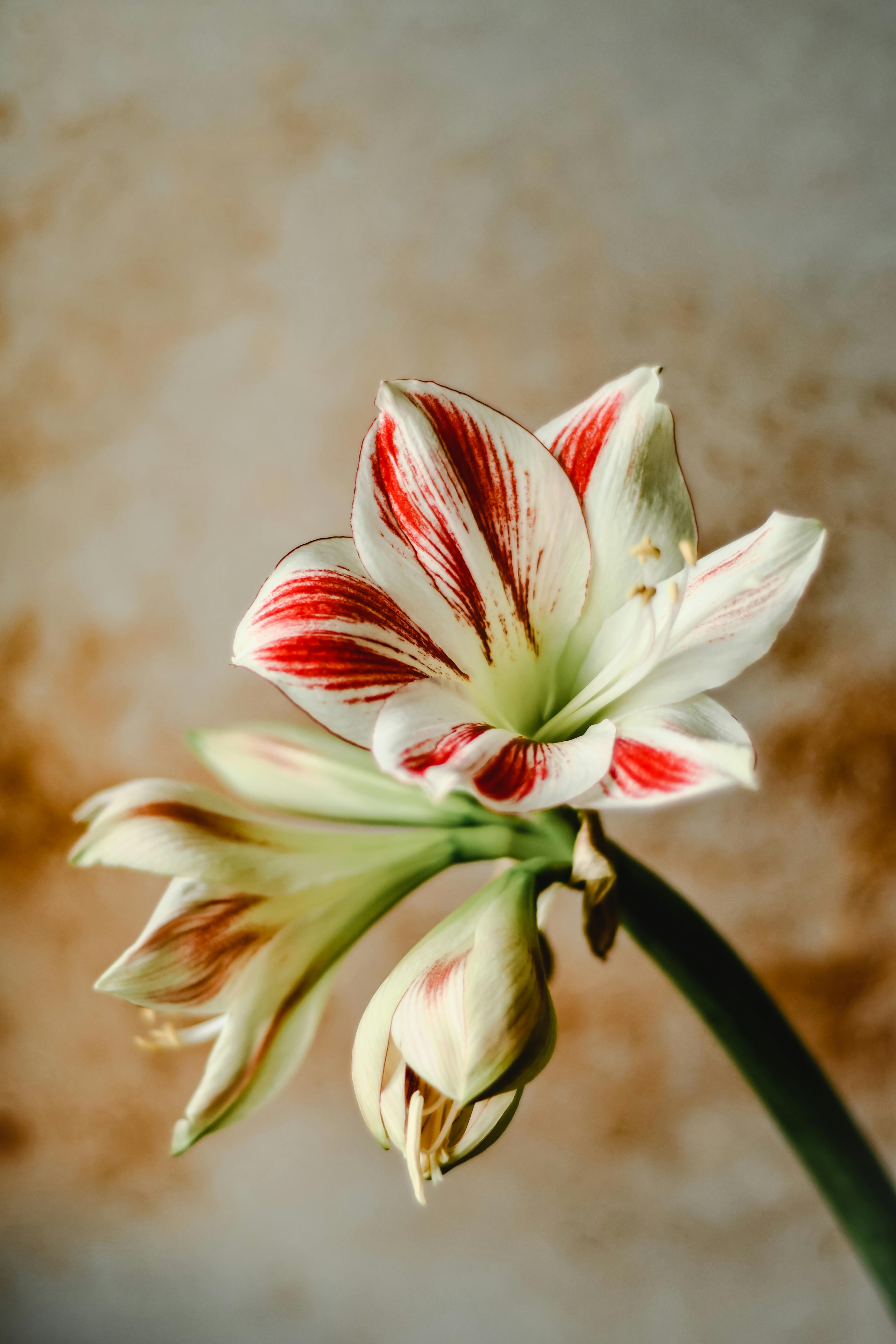 Beautiful Different Kinds Of Amaryllis View Digital Art Beautiful Different Kinds Of Amaryllis View Digital Art