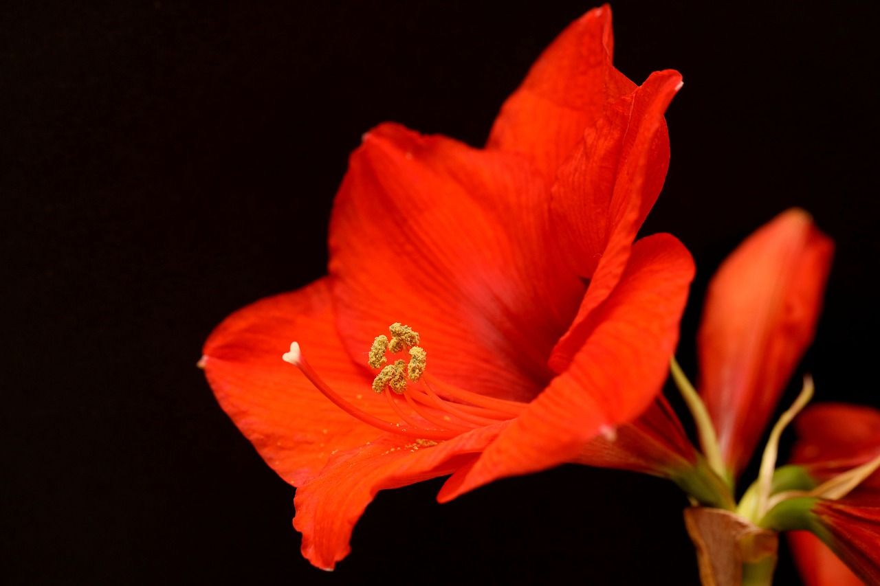 1280x853 Free Amaryllis & Nature Image