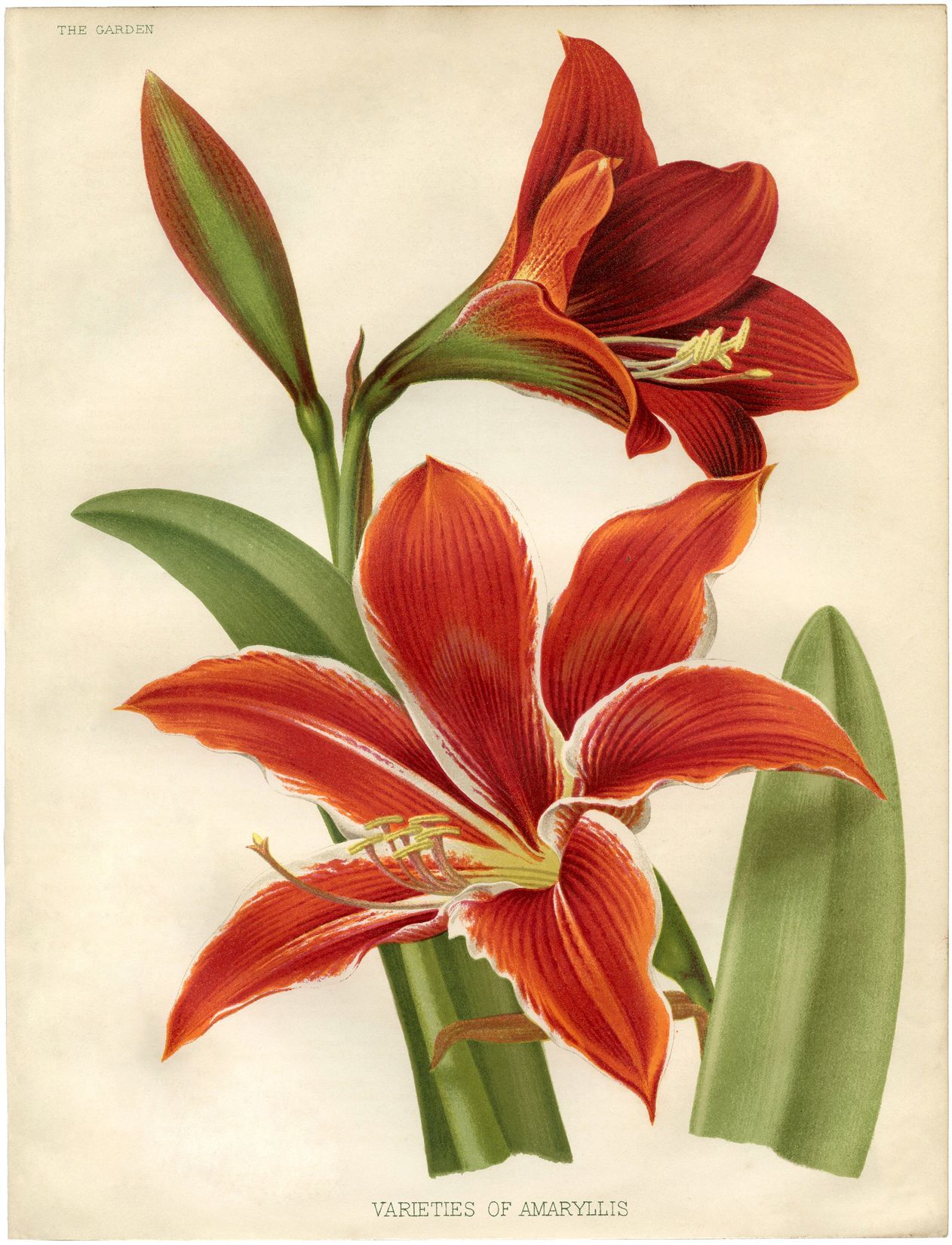 1262x1650 Amaryllis Image:Beautiful Botanicals