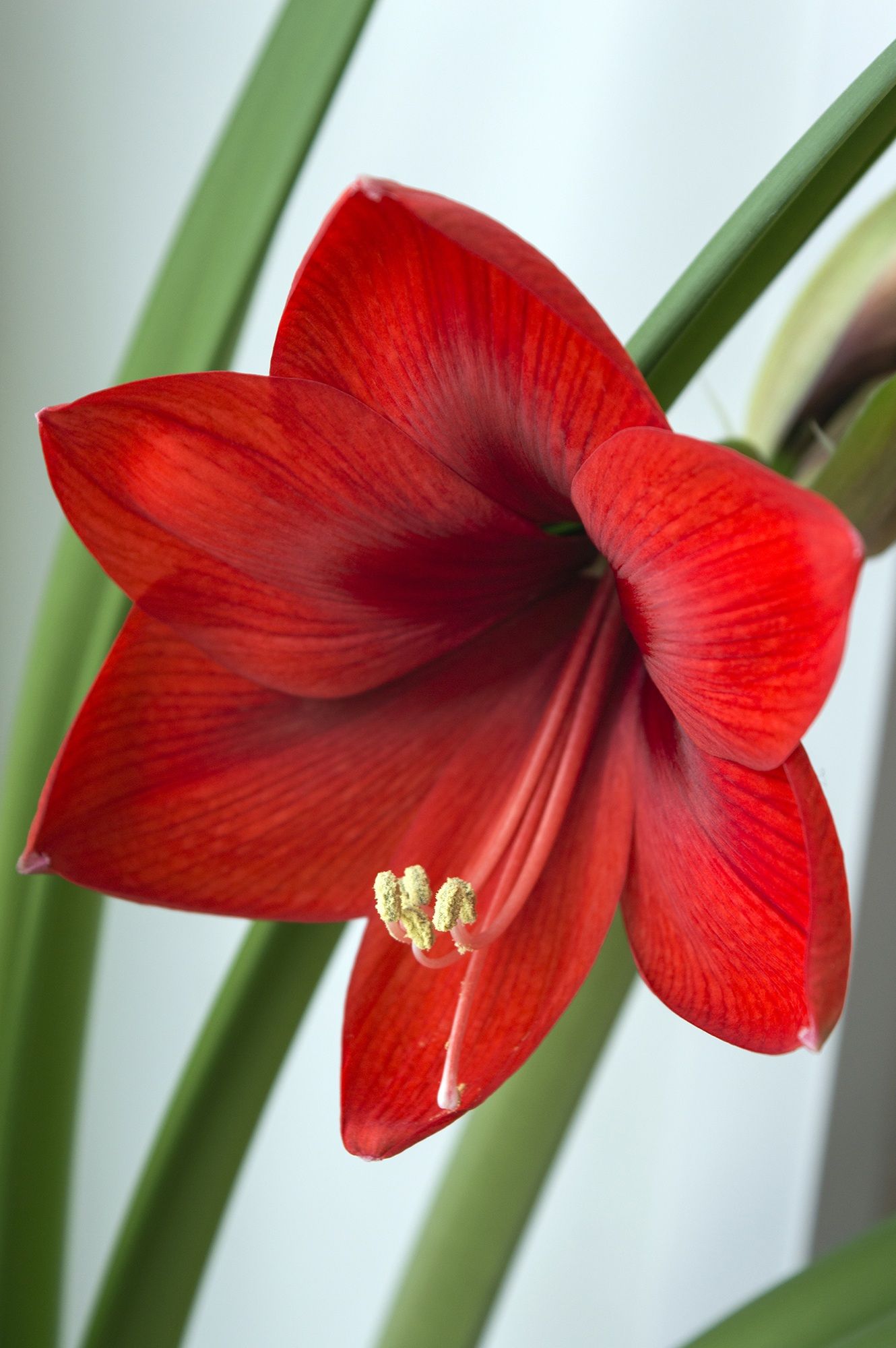 1330x2000 Amaryllis Bloom Calendar & Planting