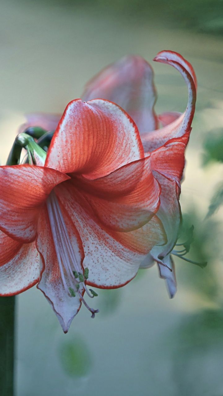 720x1280 Red Flower Flower Nature Amaryllis