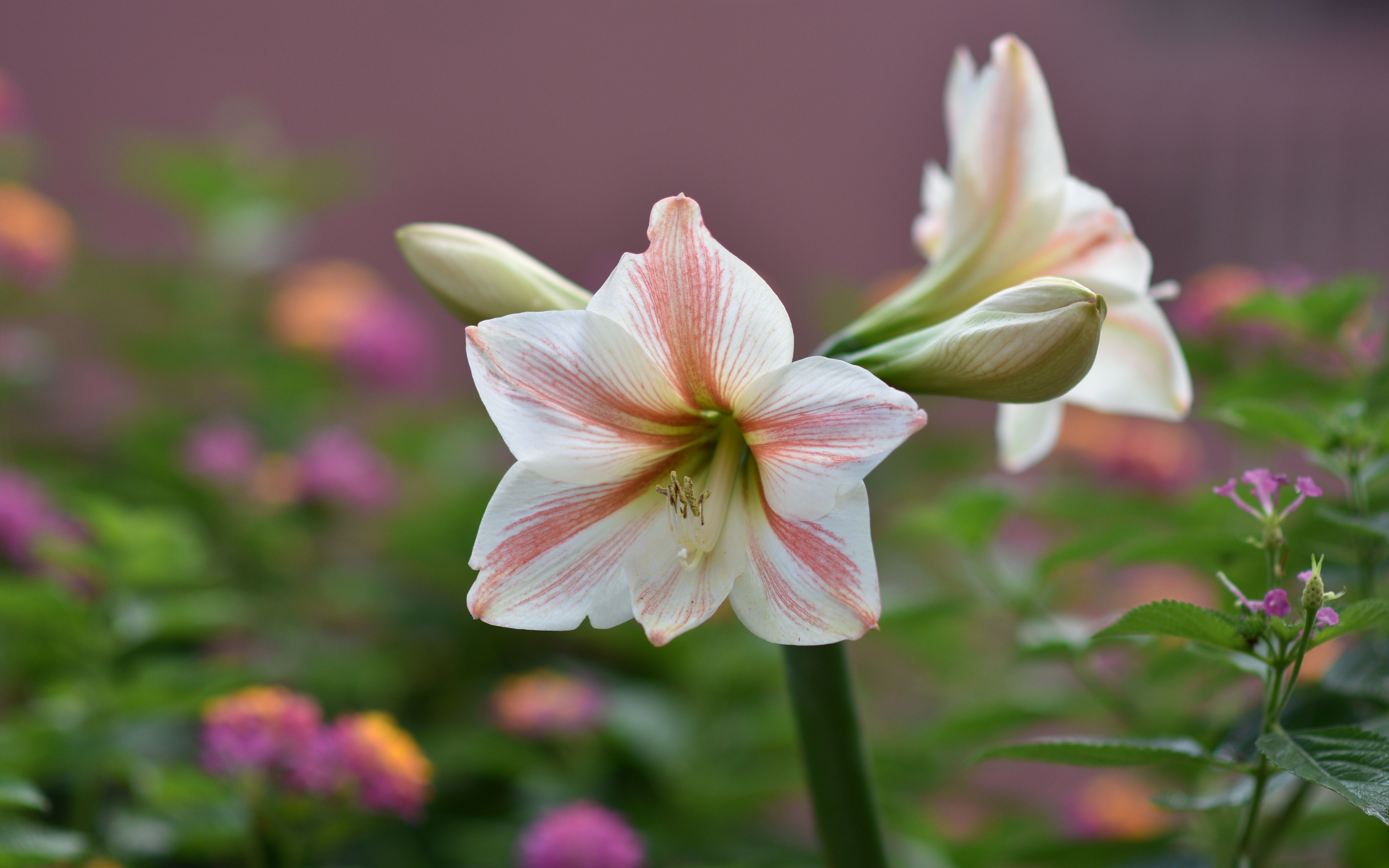 4496x2810 Plant Flower Nature Amaryllis 4k