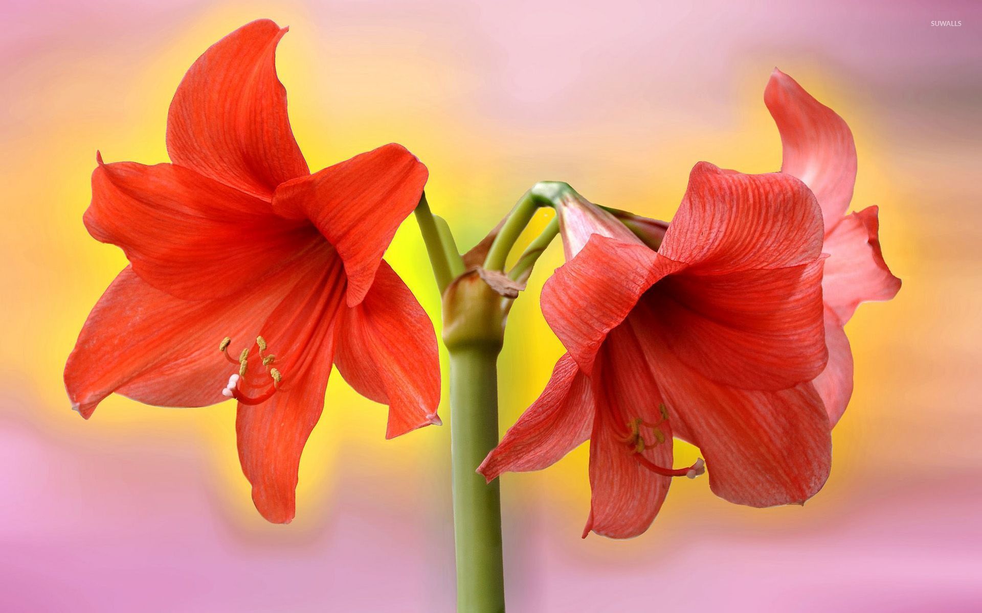 Exquisite Different Kinds Of Amaryllis Image in 4K Exquisite Different Kinds Of Amaryllis Image in 4K