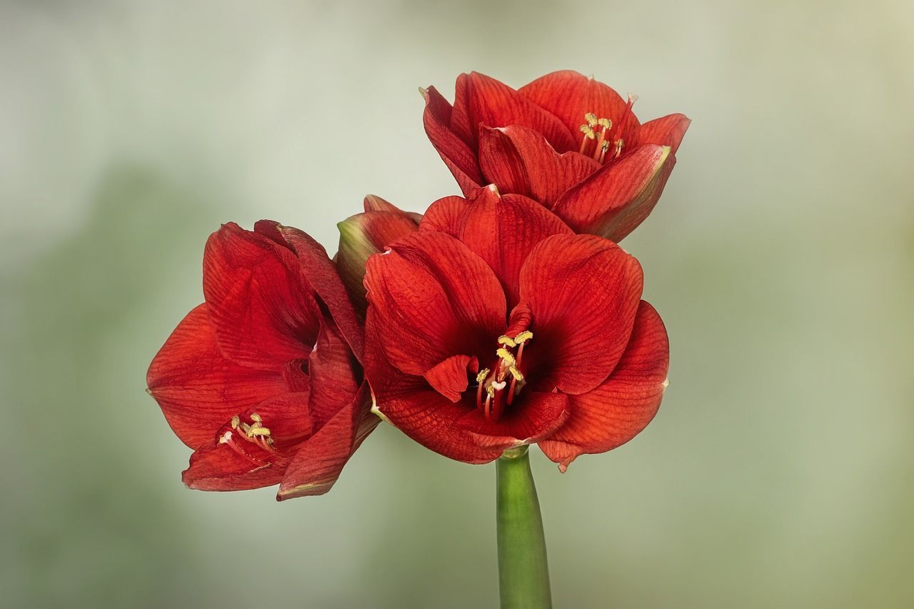 1280x853 Free Hippeastrum & Amaryllis Image