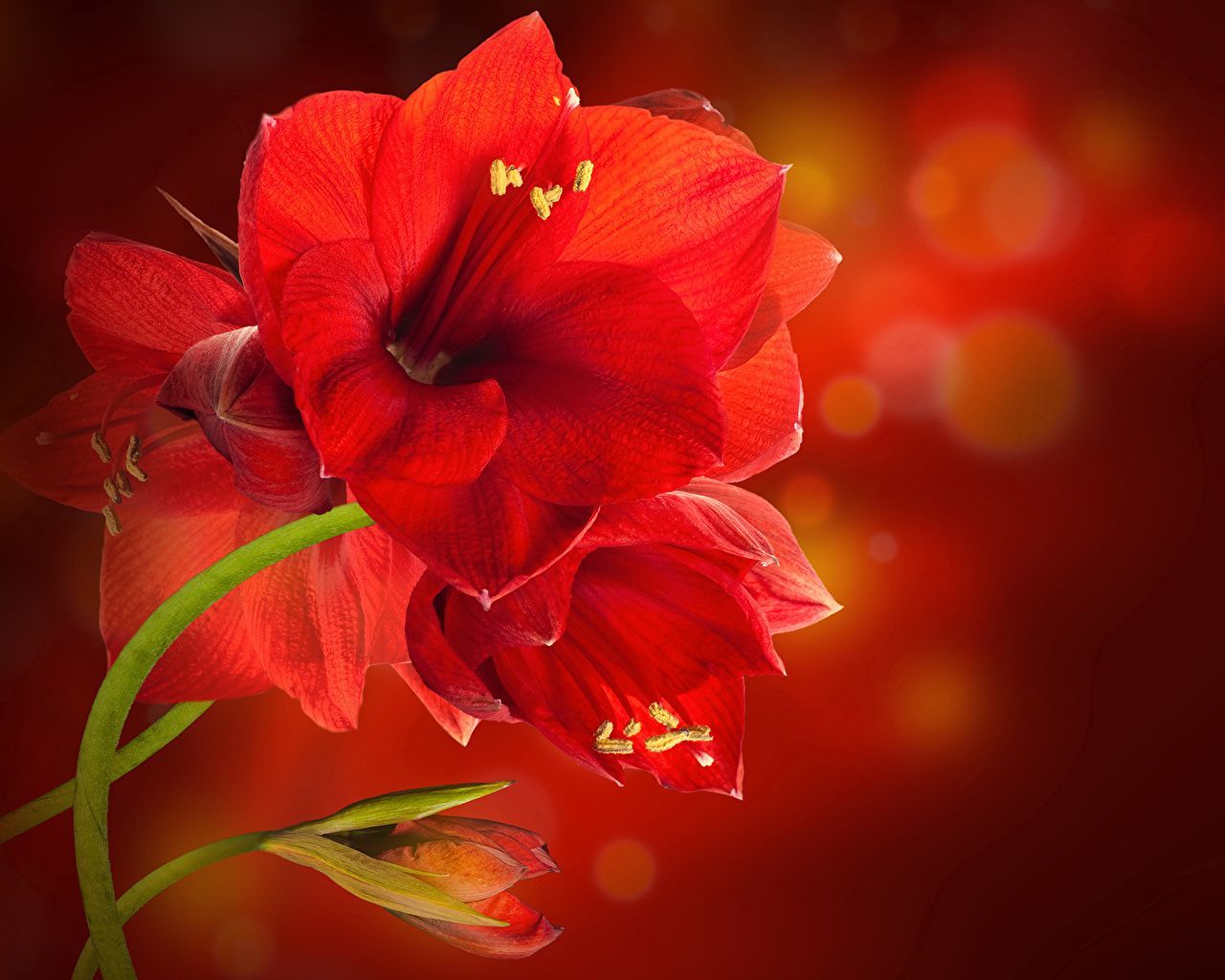 1280x1024 image Red flower Amaryllis