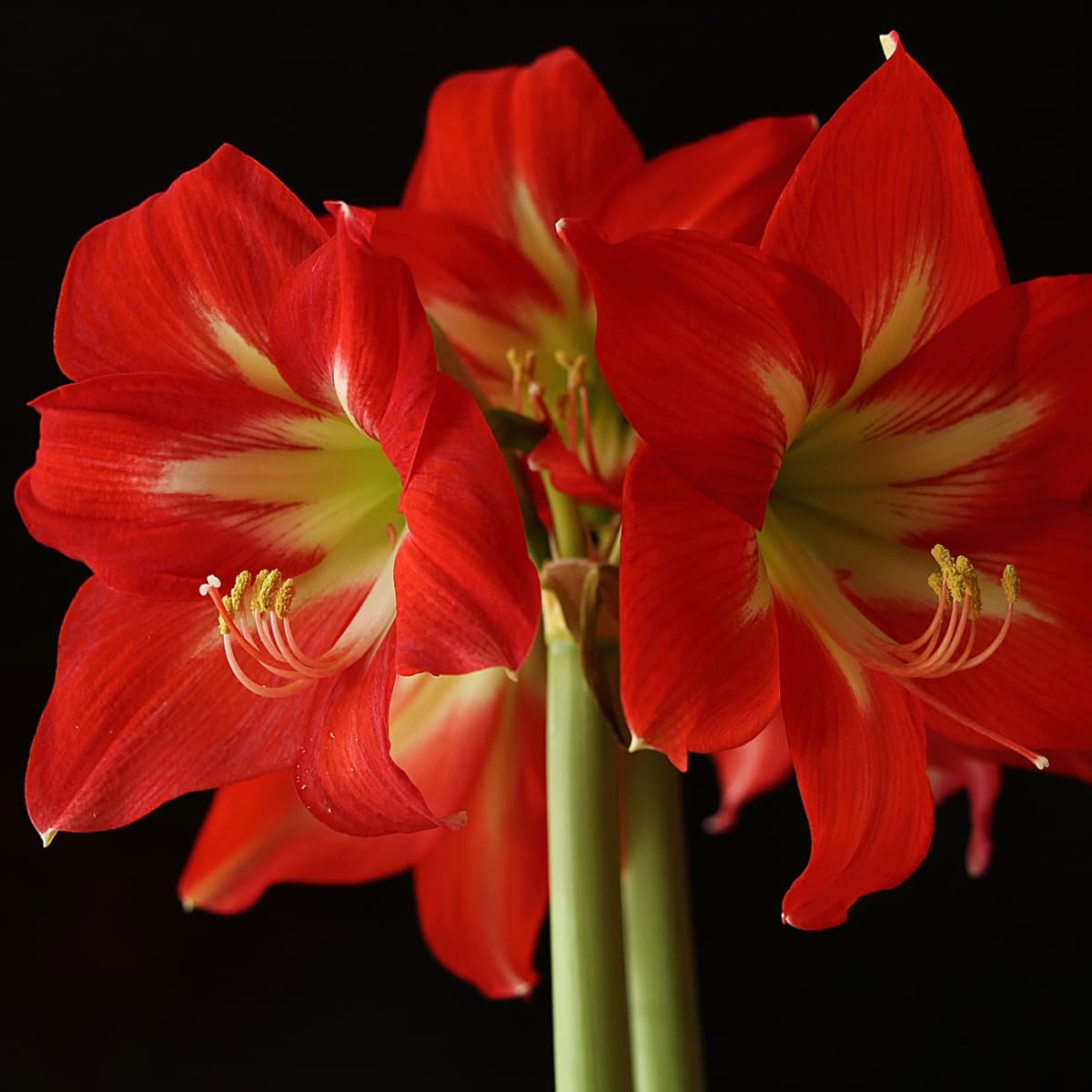 1200x1200 How to Grow Amaryllis From Bulbs