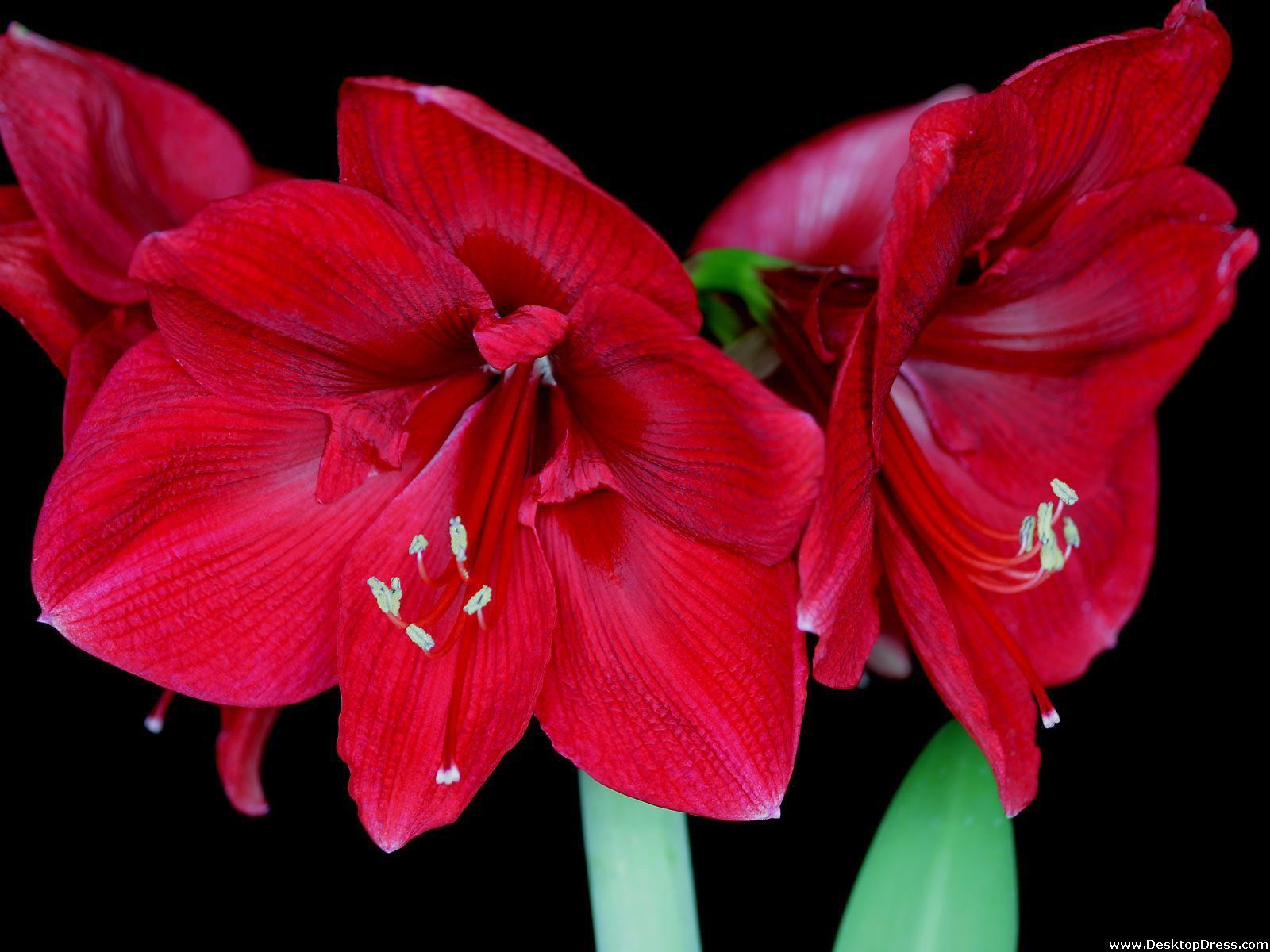 1600x1200 Desktop Wallpaper Flowers