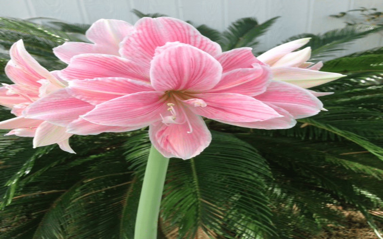 1280x800 Amaryllis flower Wallpaper