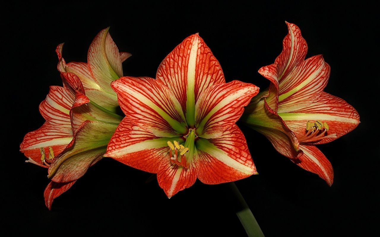 1280x800 Picture flower Amaryllis
