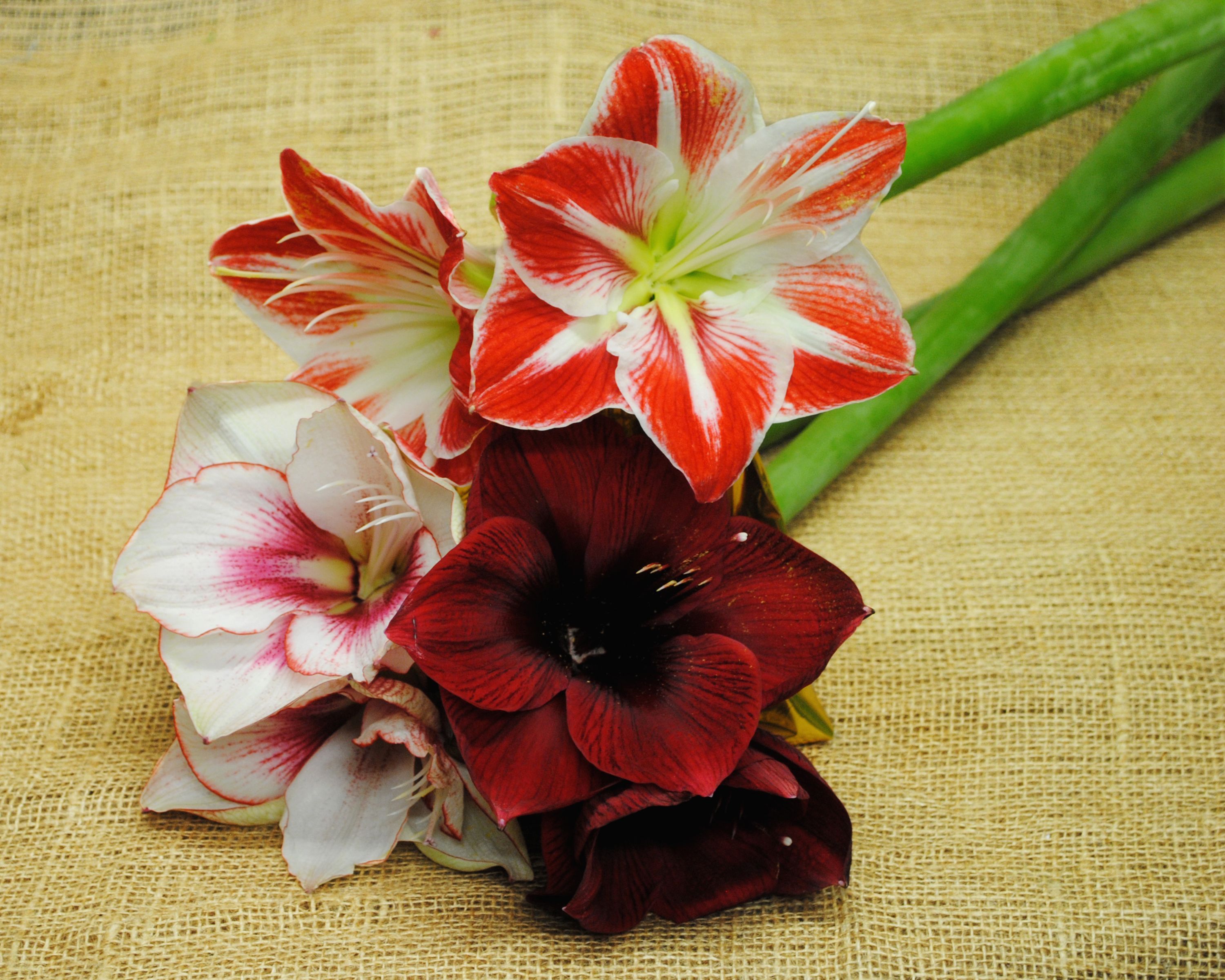 3000x2400 Flower Nature Amaryllis HD Wallpaper