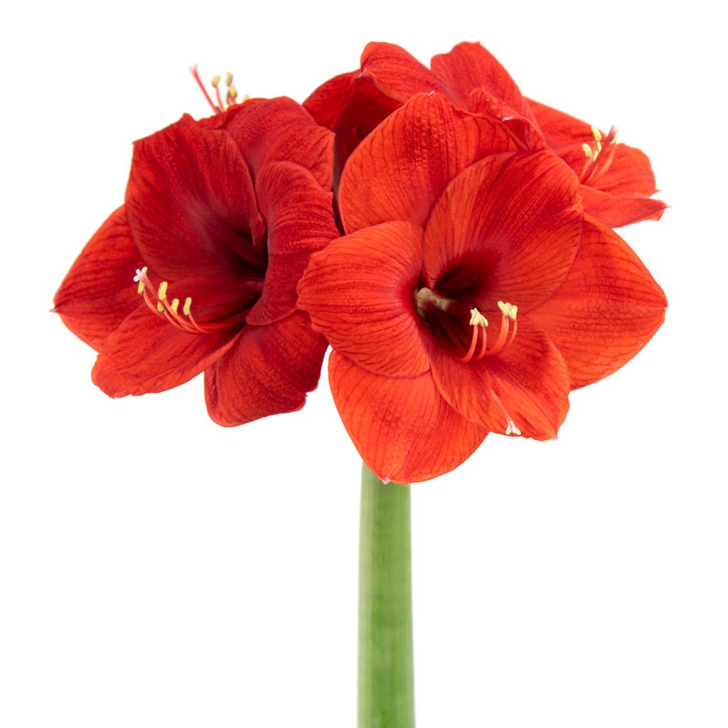 1024x1024 AMARYLLIS RED LION
