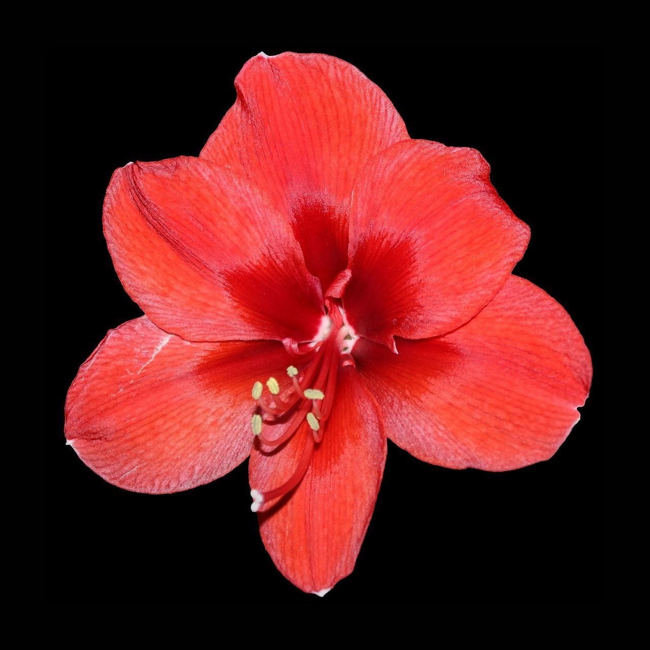 1280x1280 아마 릴리스 & Amaryllis Image