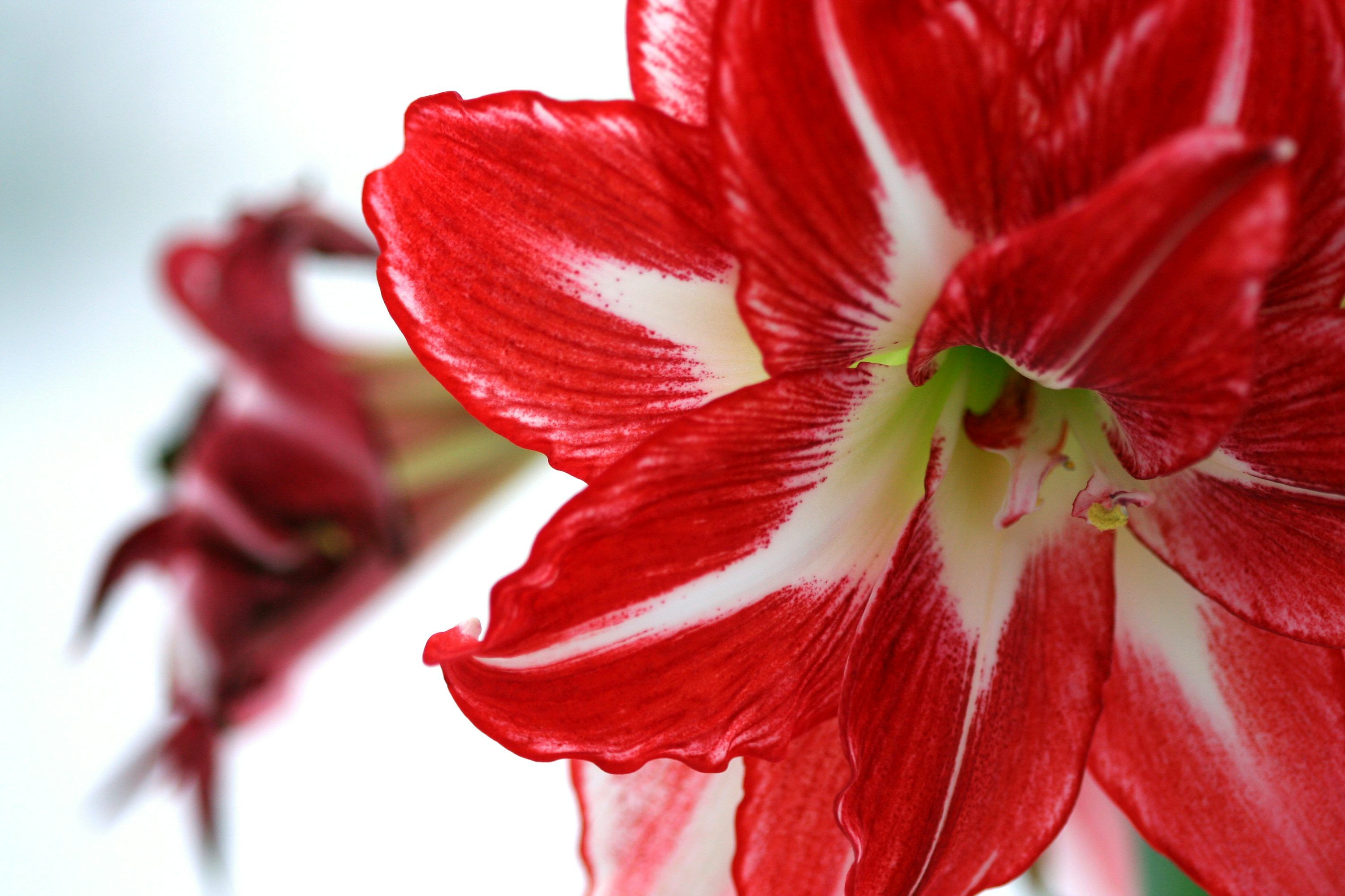 Amaryllis christmas decoration