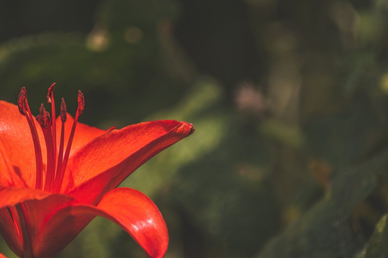 1344x896 red amaryllis flower genus Lilium