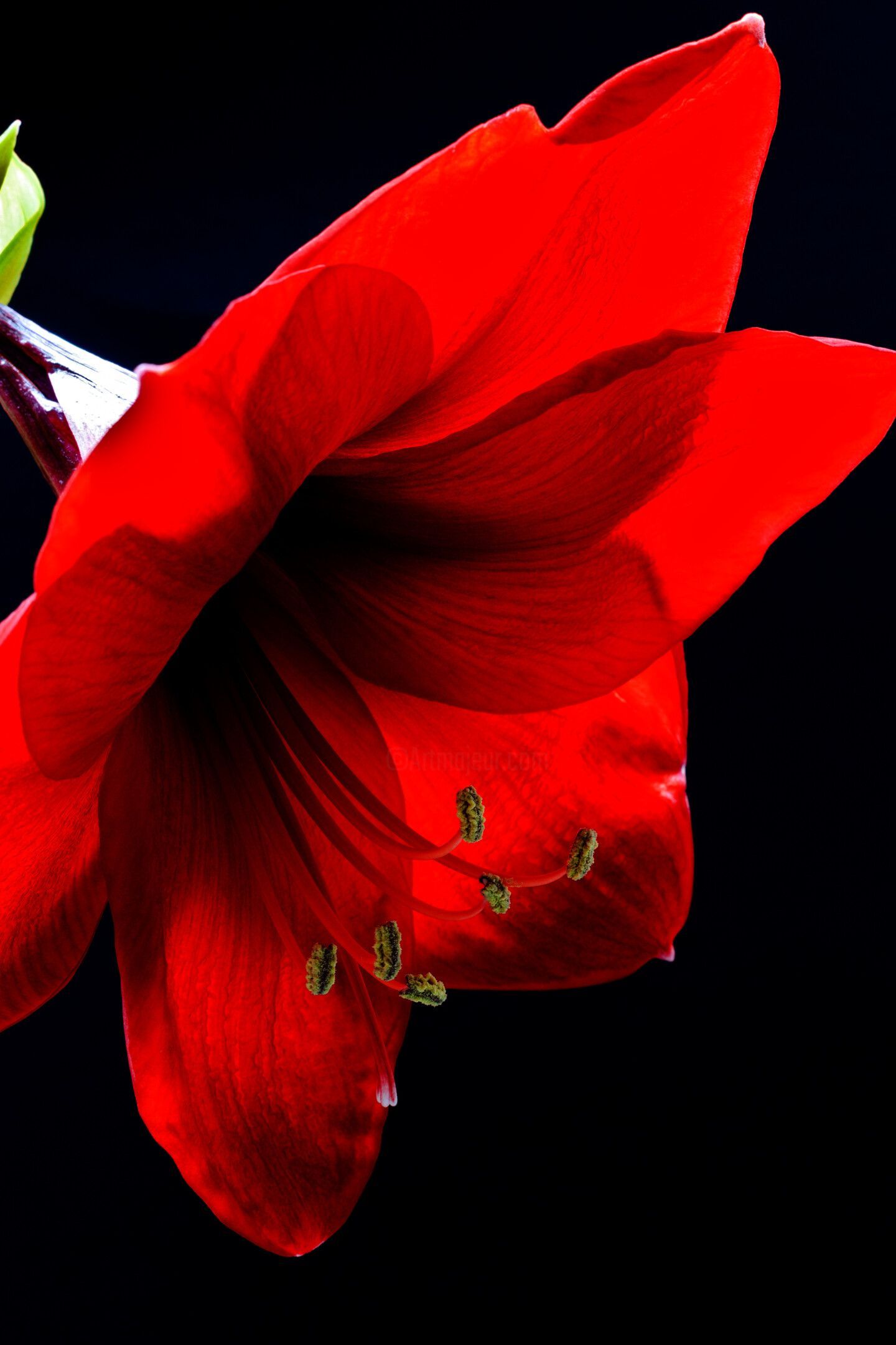 1440x2159 Amaryllis, Photography