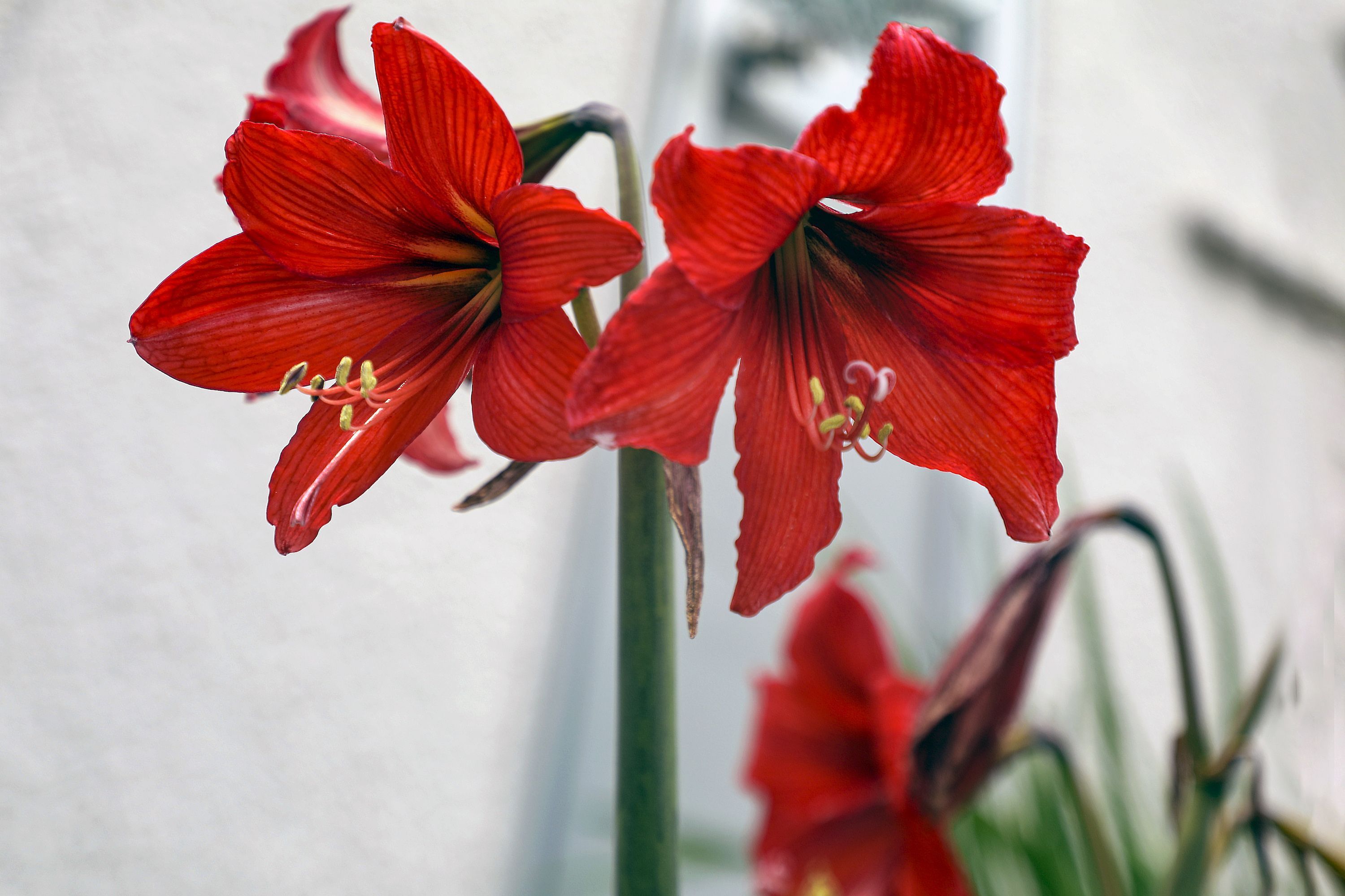 3000x2000 Amaryllis: How To Plant It, Forcing