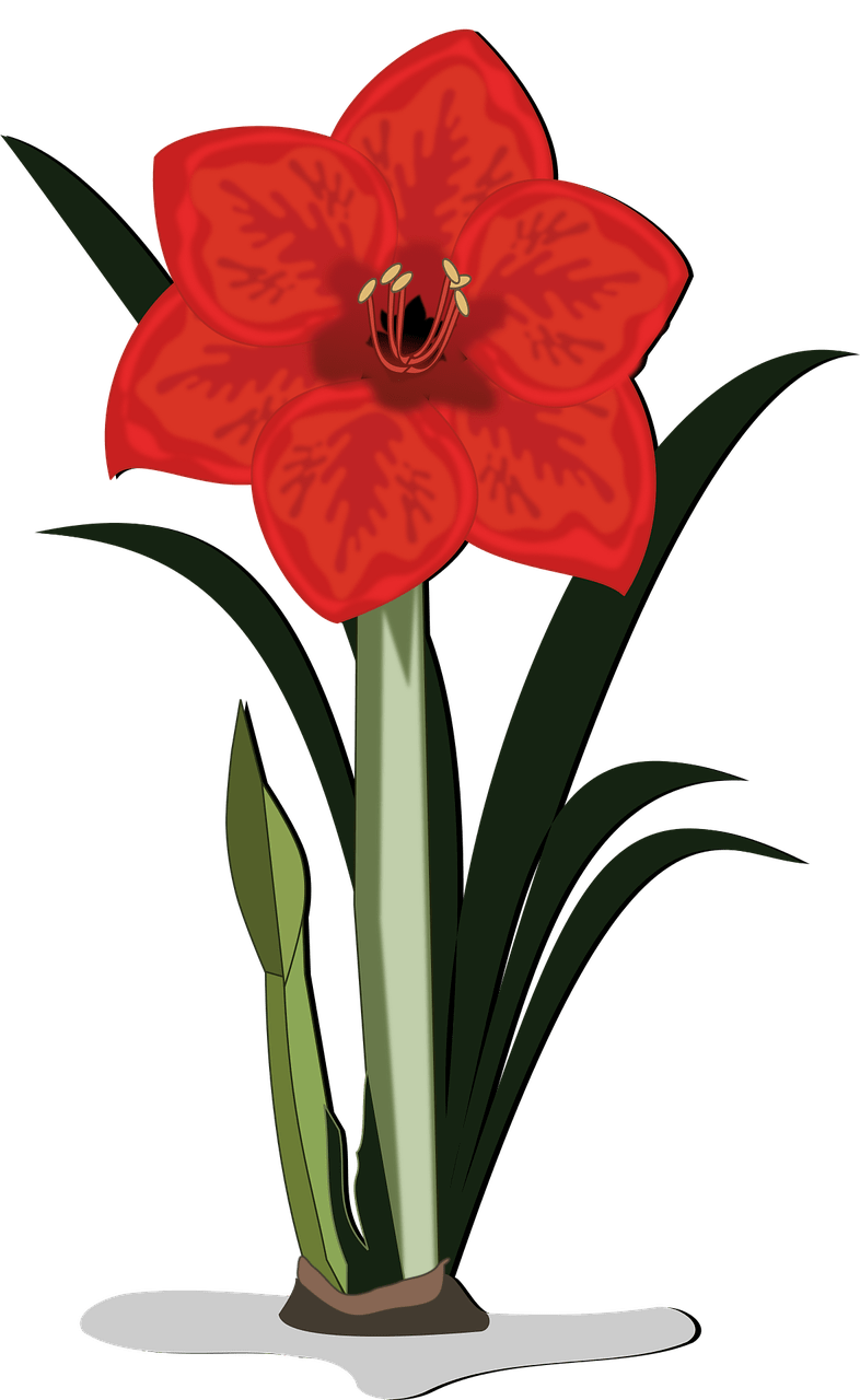 786x1280 Amaryllis, Flower Wallpaper, Clip Art