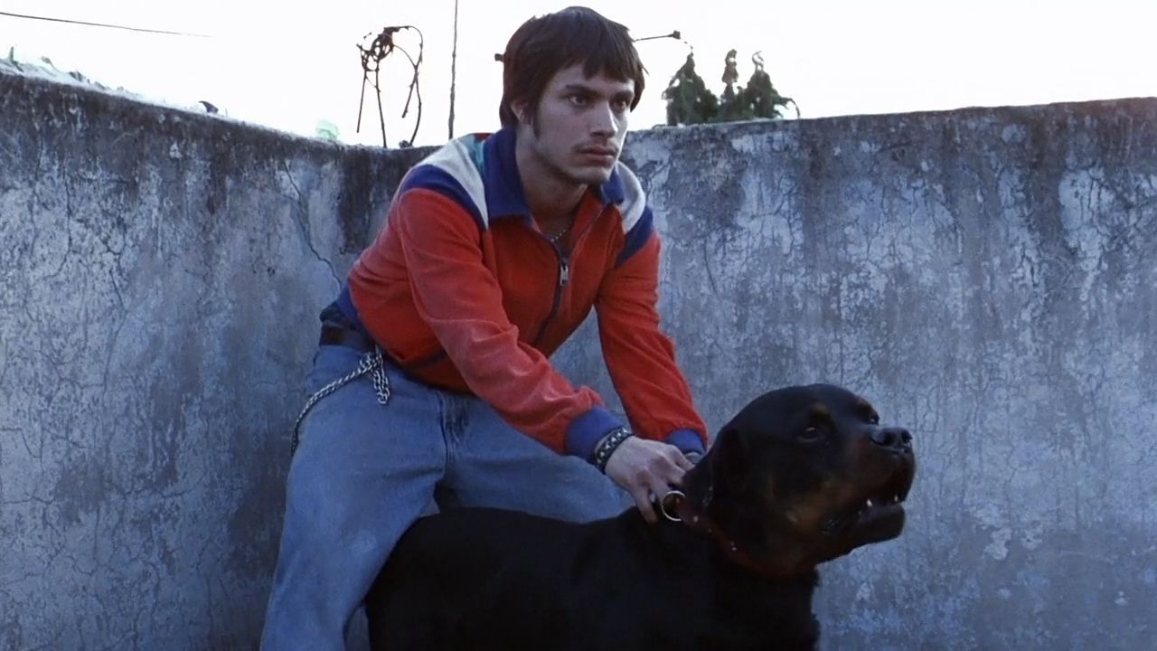 1280x720 Amores Perros Wallpaper