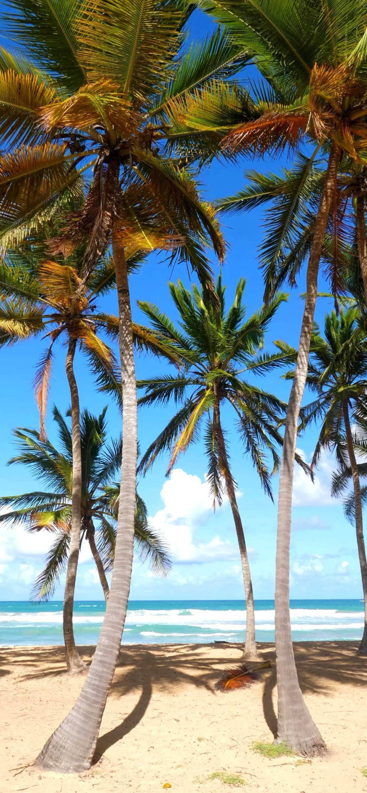 1280x2765 Palm Beach. LIVE Wallpaper
