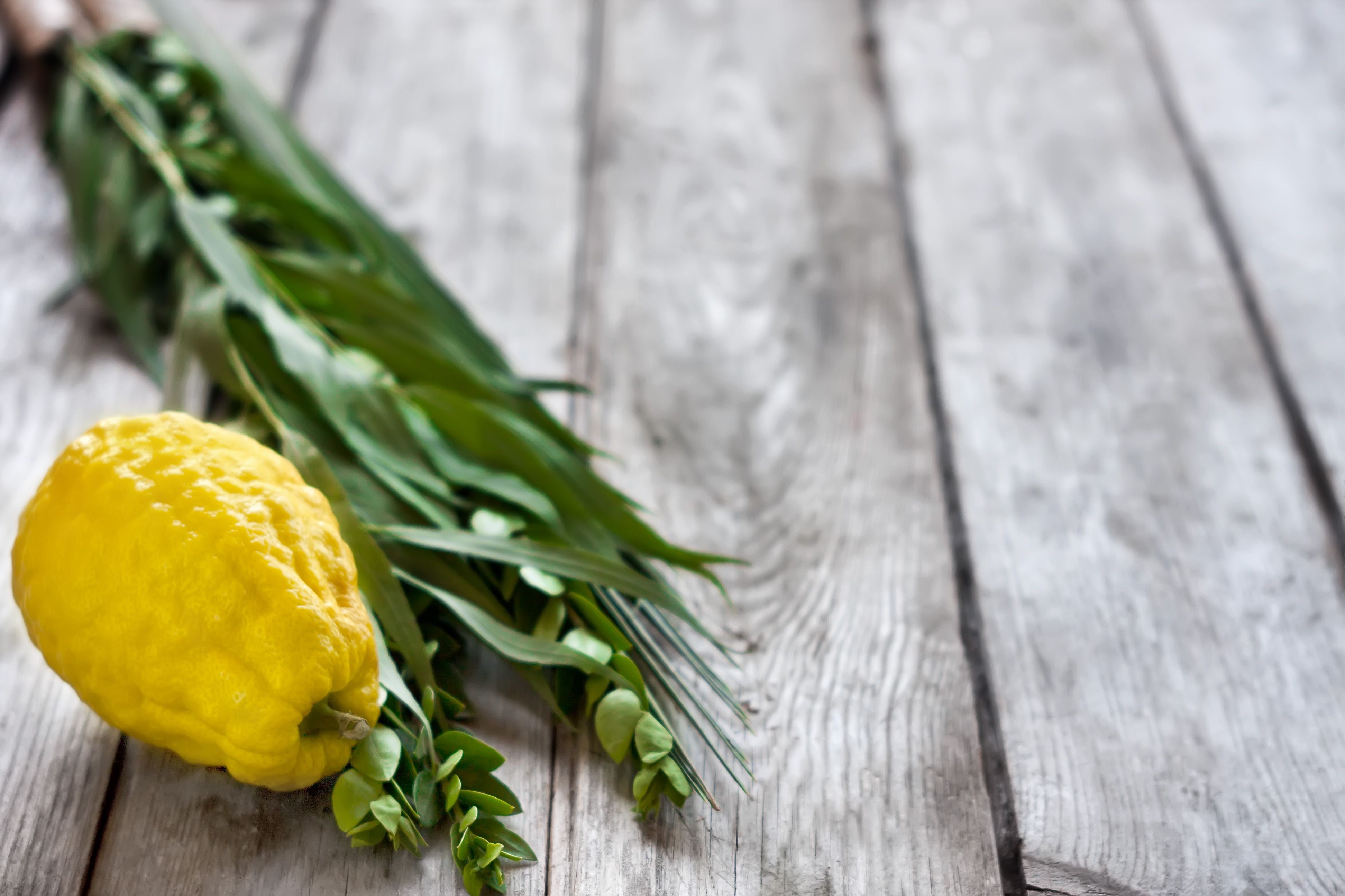 3888x2592 Meaning Sukkot: Feast of Tabernacles