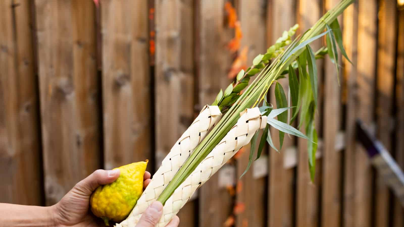 1600x900 Israeli family farming the four species