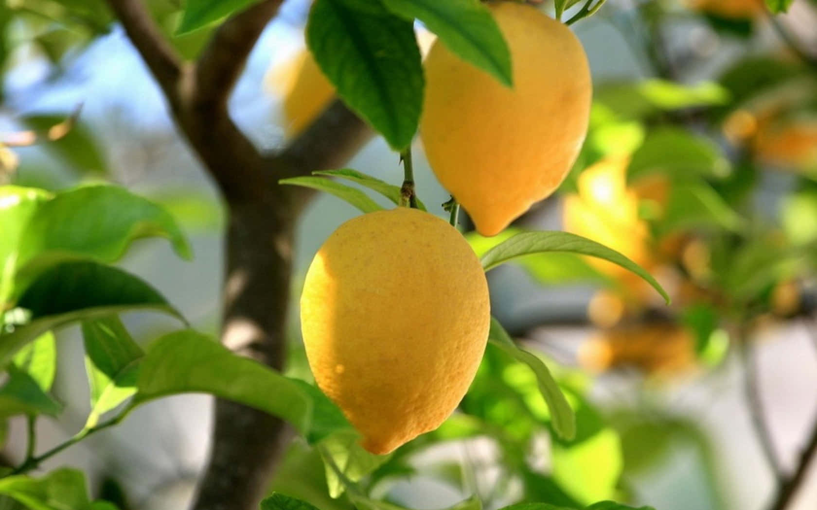 1680x1050 Happy Sukkot Wallpaper
