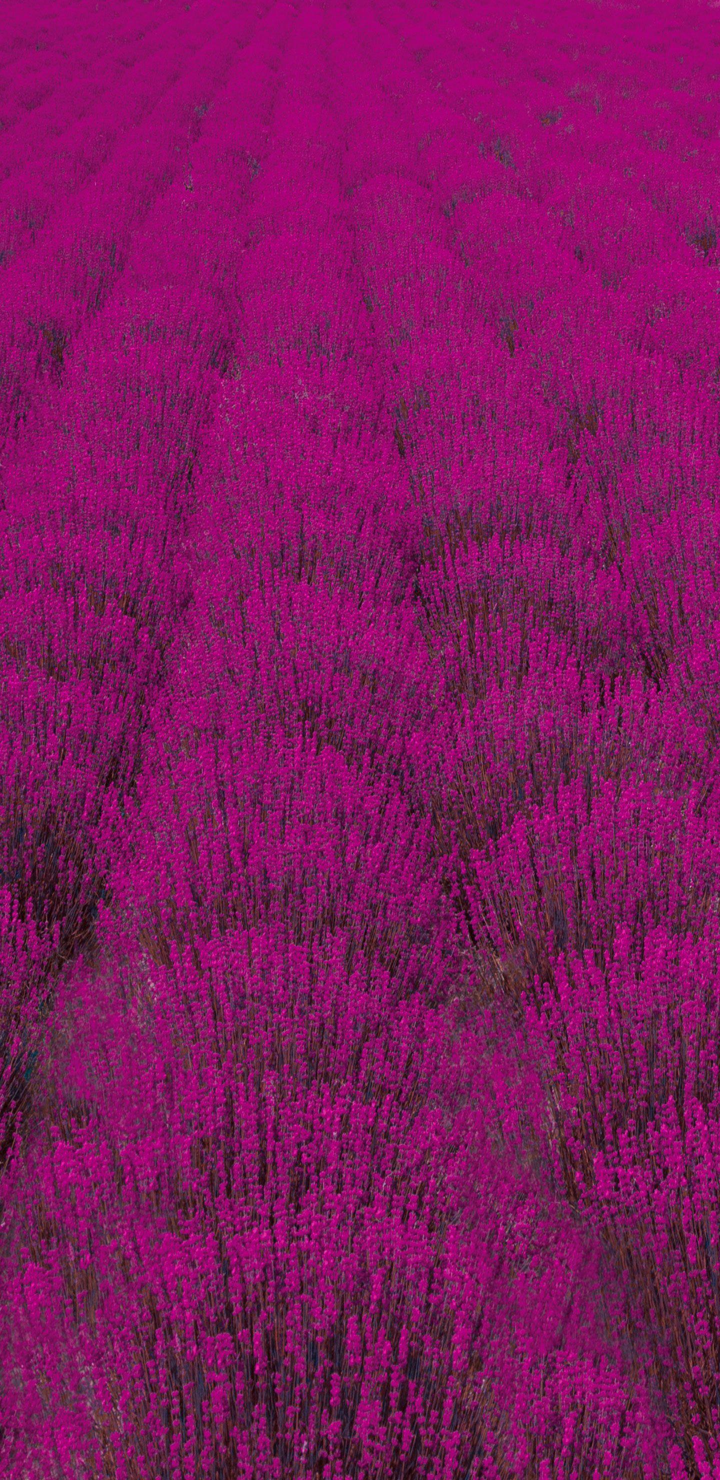 1440x2960 New Samsung Galaxy S9 & S9 Plus Wallpaper & Background