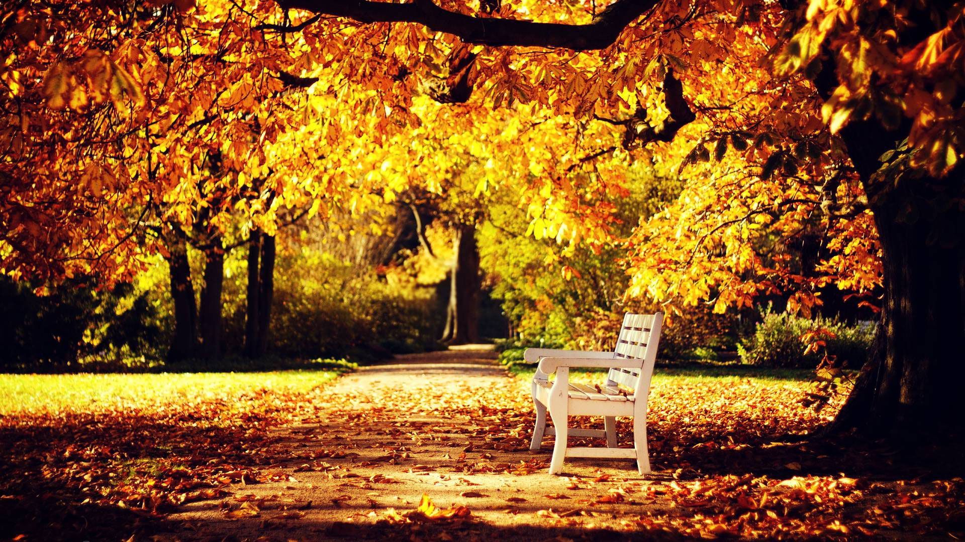 1920x1080 Autumn Wallpaper Examples for Your