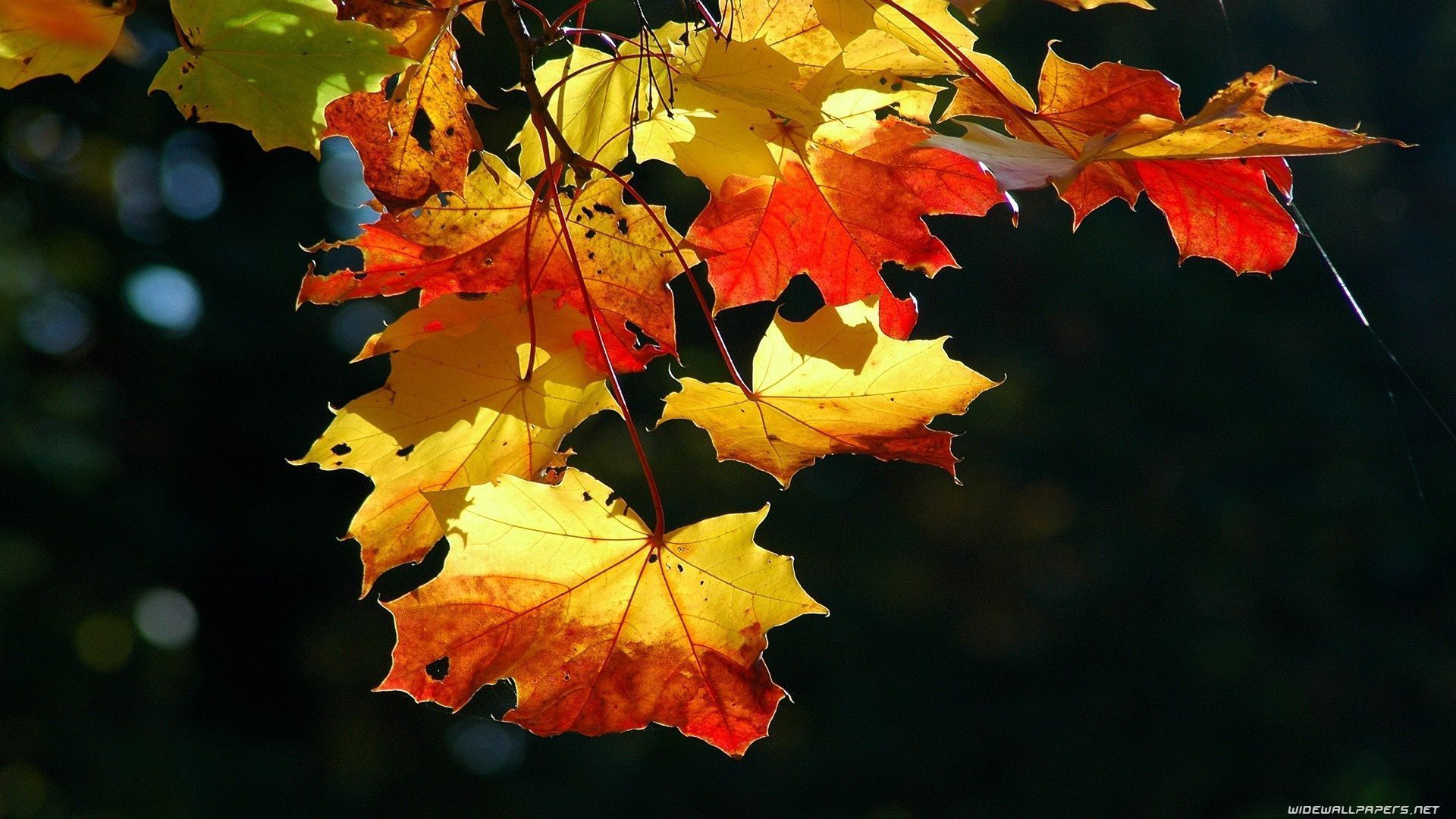 1920x1080 Autumn desktop wallpaper HD and wide